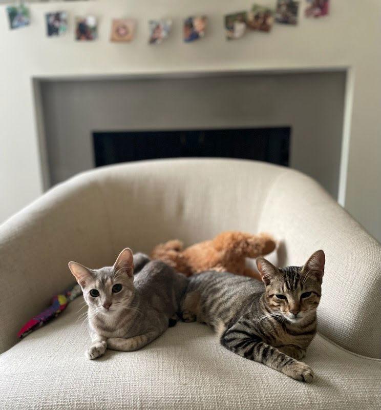 Enlarge Tiny (and Rebel), a Adoptable mixed breed in Los Angeles, CA image 3/3