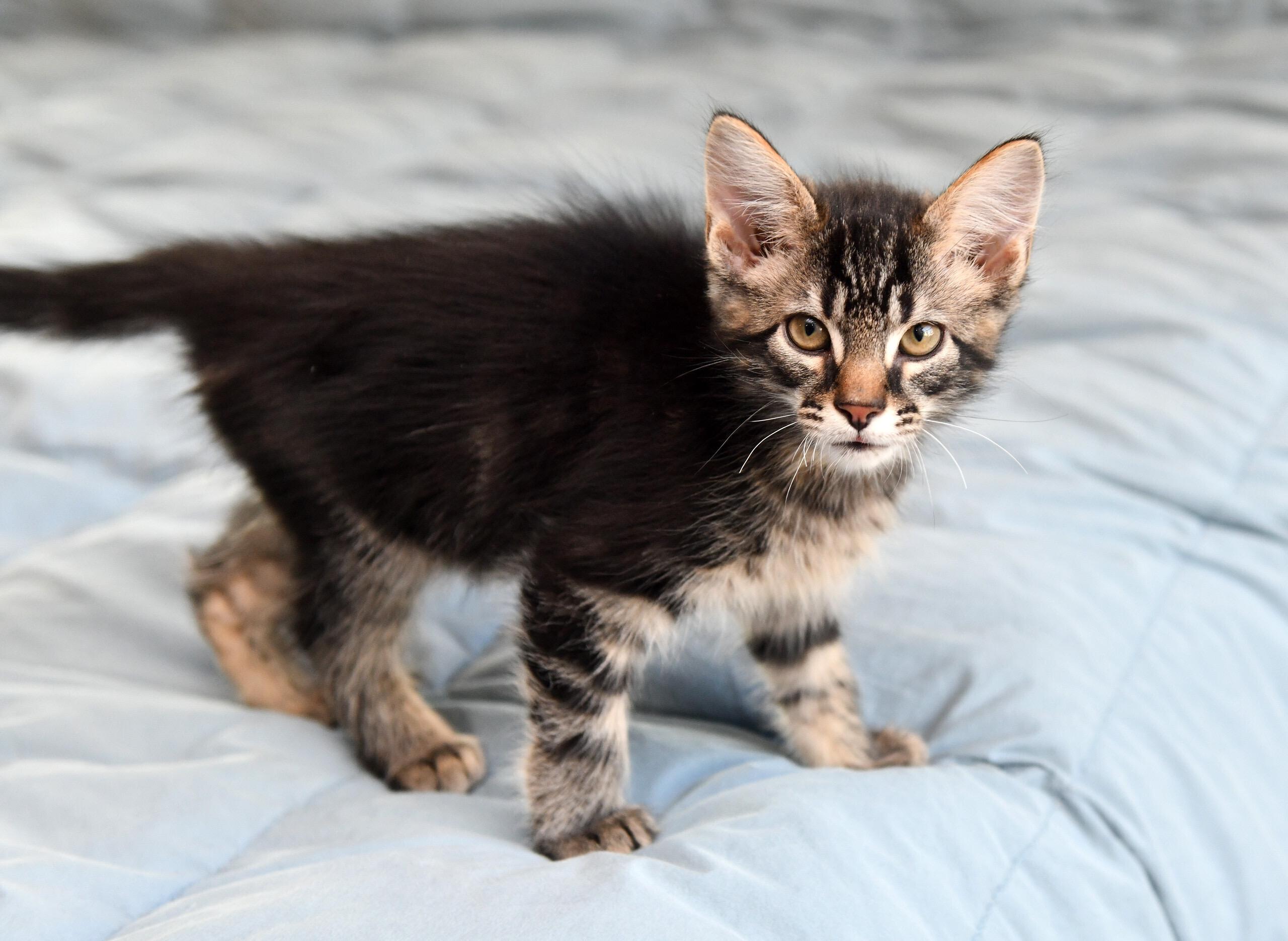 Seahawk And Mariner thumbnail 3