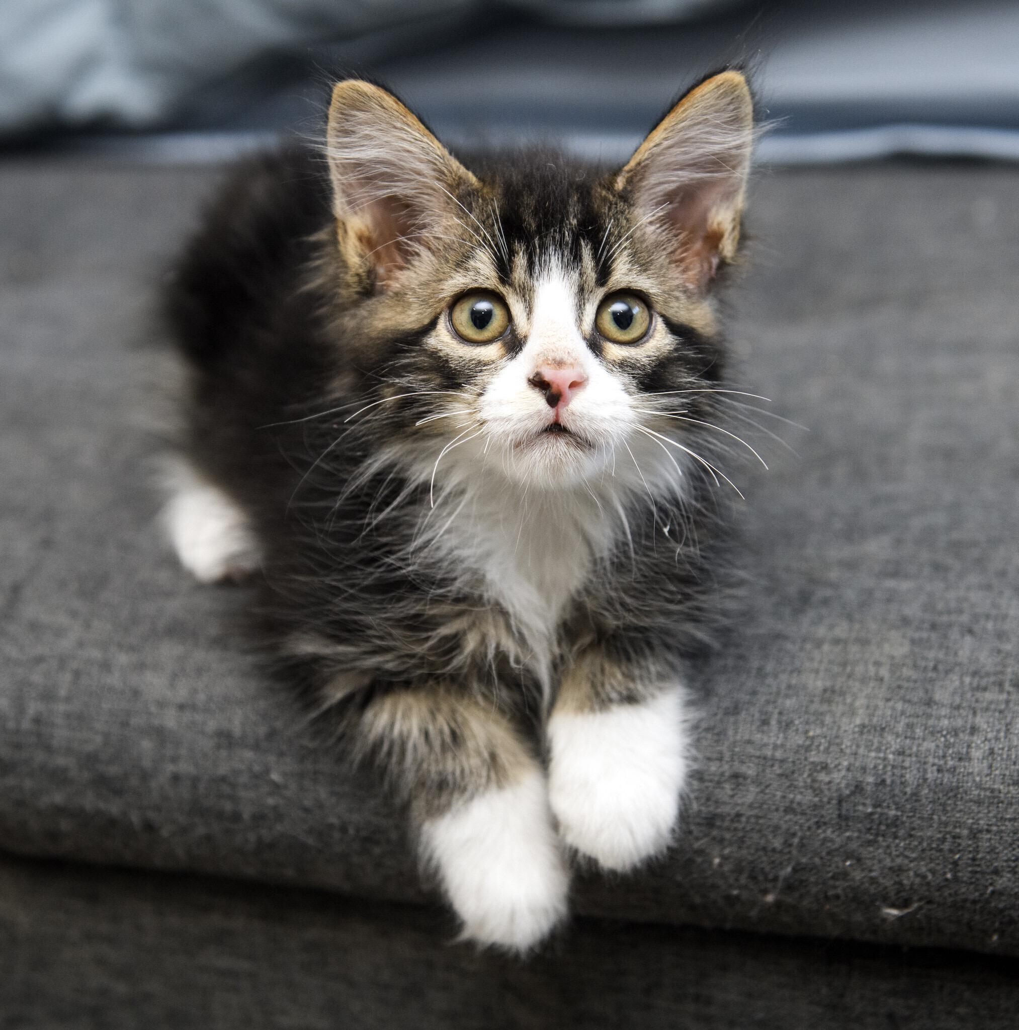 Seahawk And Mariner thumbnail 4