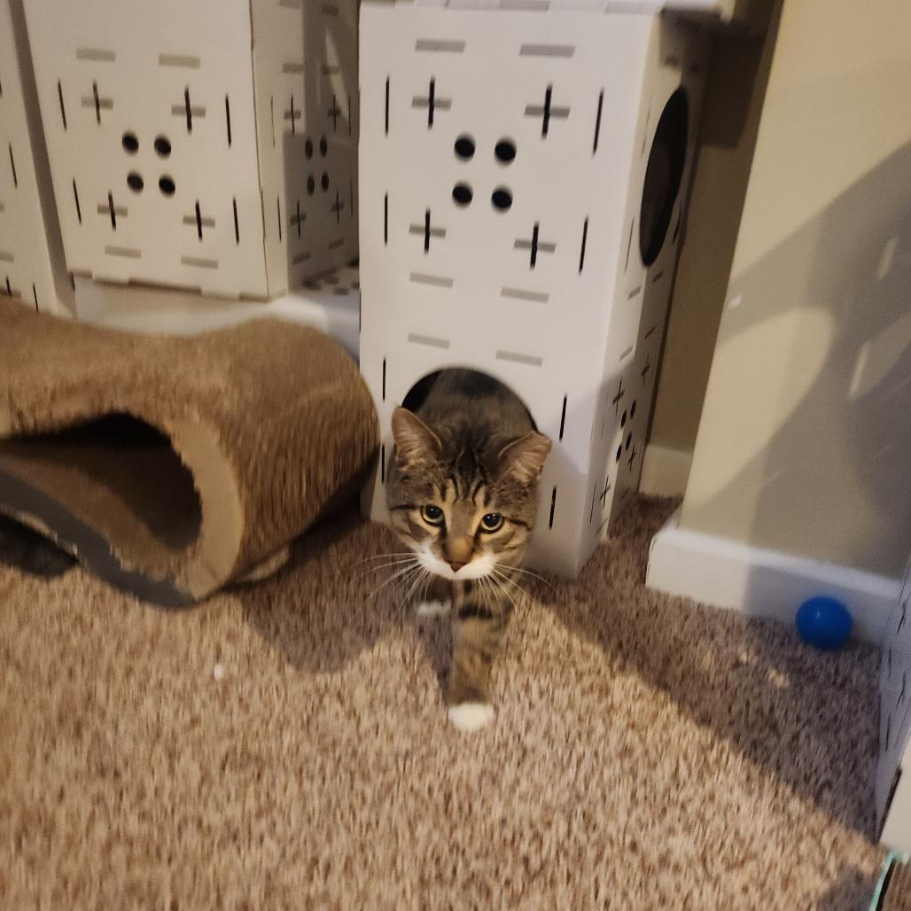 Henry Whiskerton, Adoptable, Adult Male Domestic Short Hair.