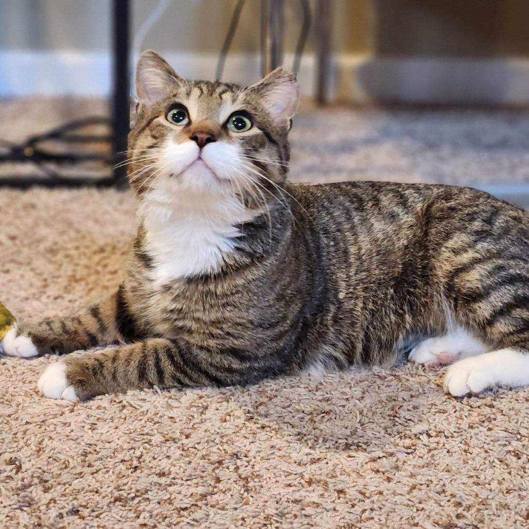 Enlarge Henry Whiskerton, a Adoptable Domestic Short Hair in St. Paul, MN image 2/6