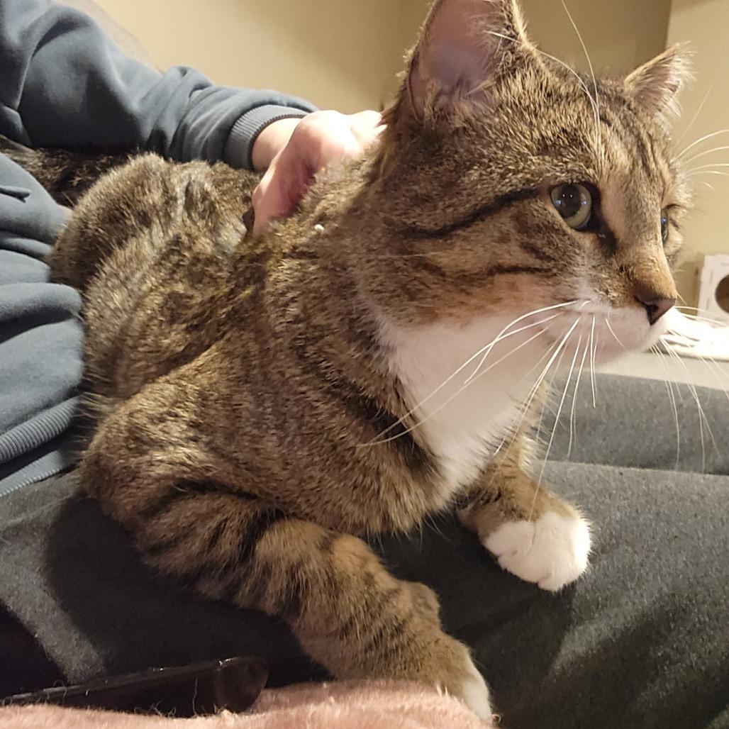 Enlarge Henry Whiskerton, a Adoptable Domestic Short Hair in St. Paul, MN image 3/6