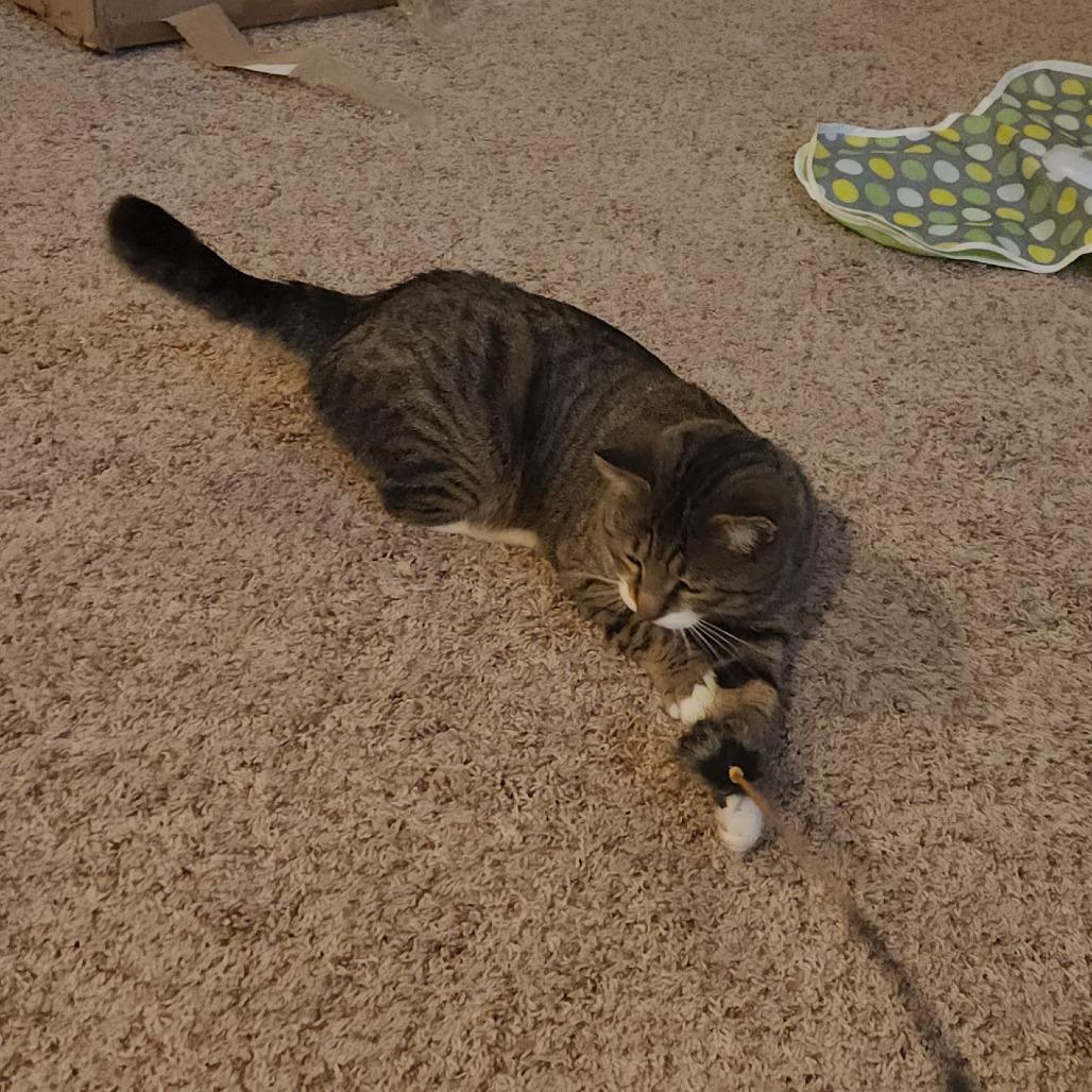 Enlarge Henry Whiskerton, a Adoptable Domestic Short Hair in St. Paul, MN image 4/6