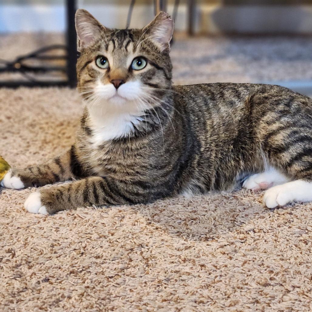 Enlarge Henry Whiskerton, a Adoptable Domestic Short Hair in St. Paul, MN image 6/6