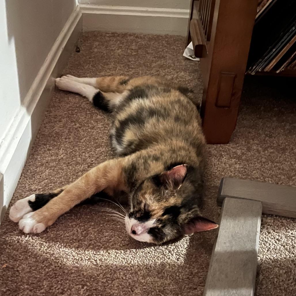 Winnie, Adoptable, Adult Female Domestic Short Hair.