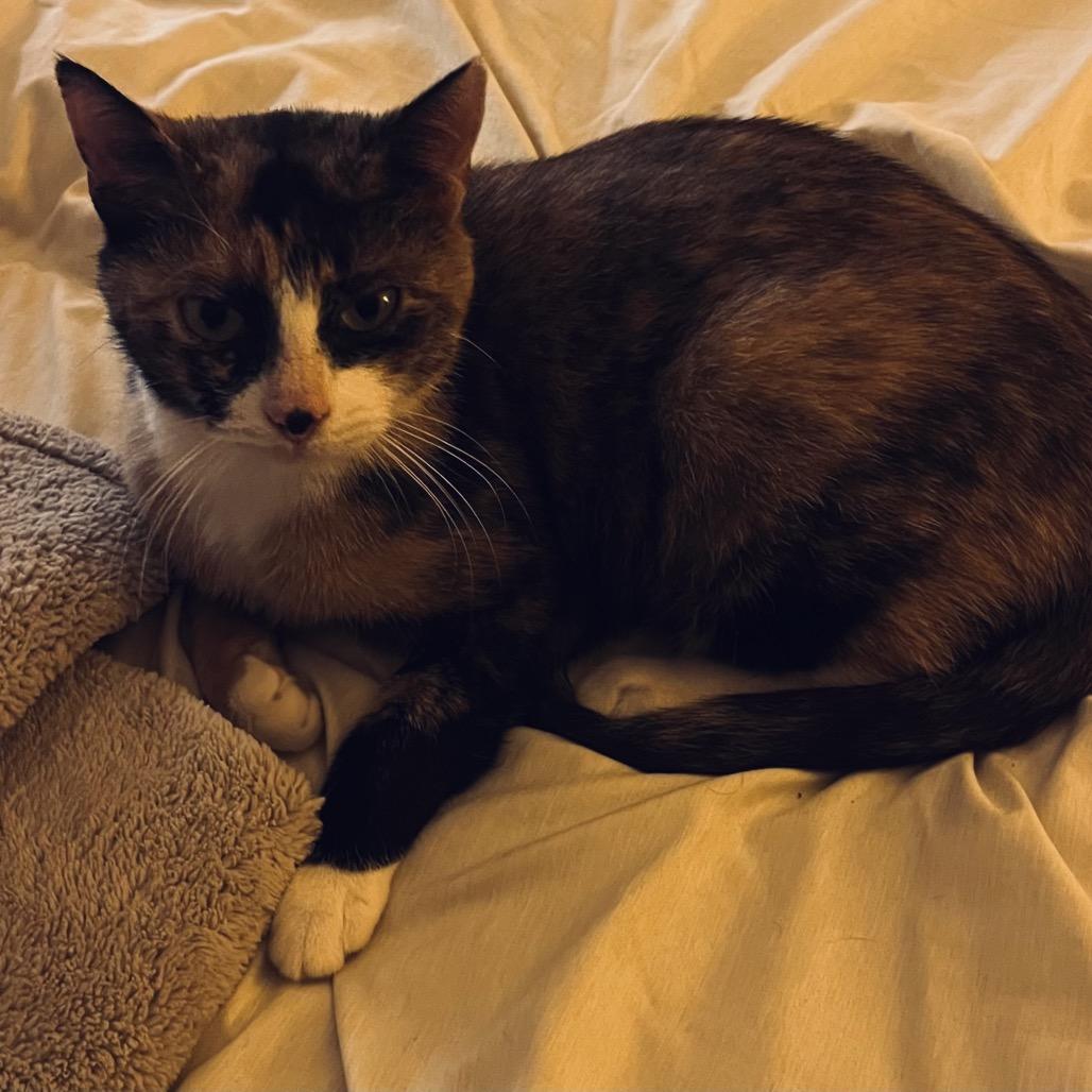 Enlarge Winnie, a Adoptable Domestic Short Hair in Silver Spring, MD image 2/4