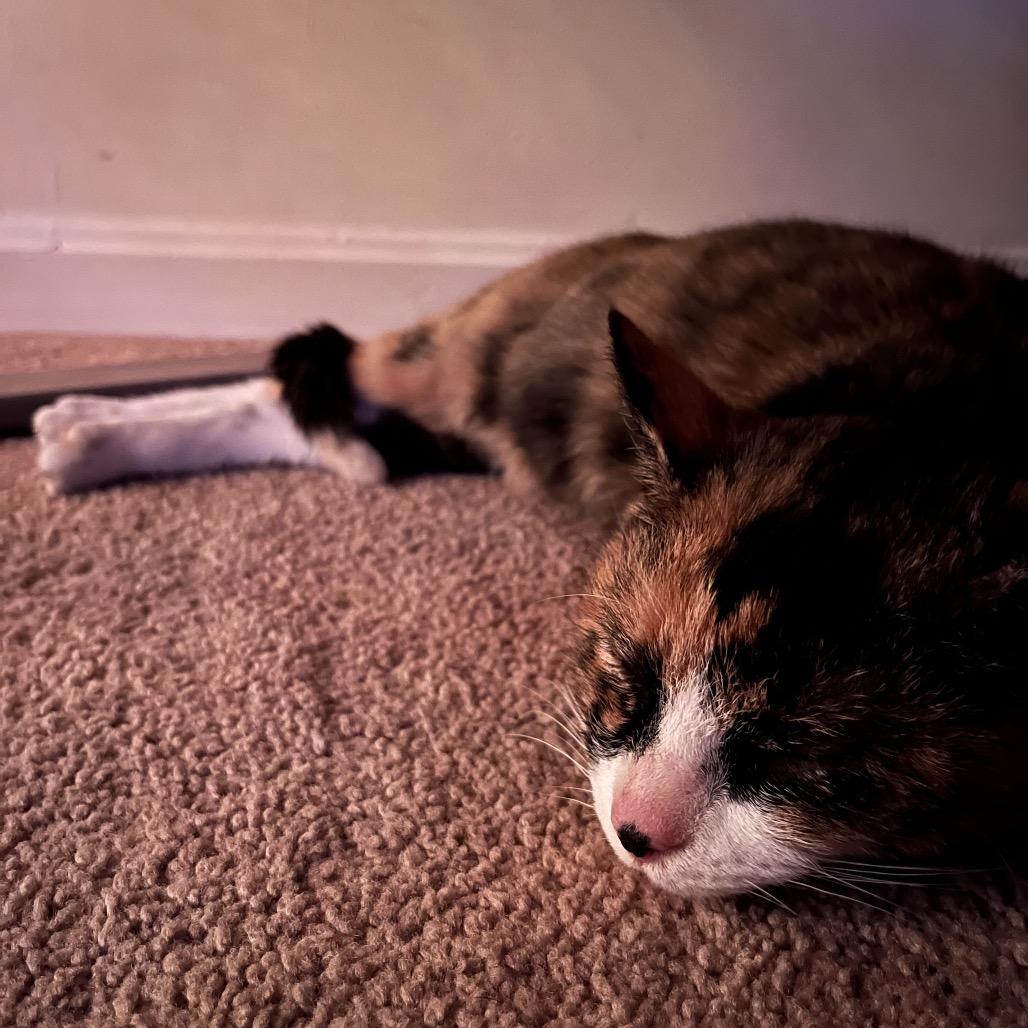 Enlarge Winnie, a Adoptable Domestic Short Hair in Silver Spring, MD image 3/4