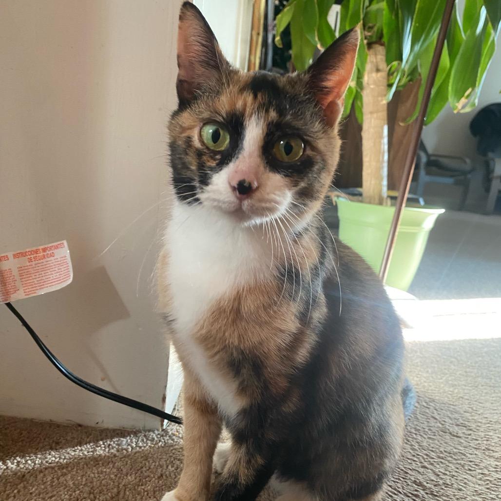 Enlarge Winnie, a Adoptable Domestic Short Hair in Silver Spring, MD image 4/4