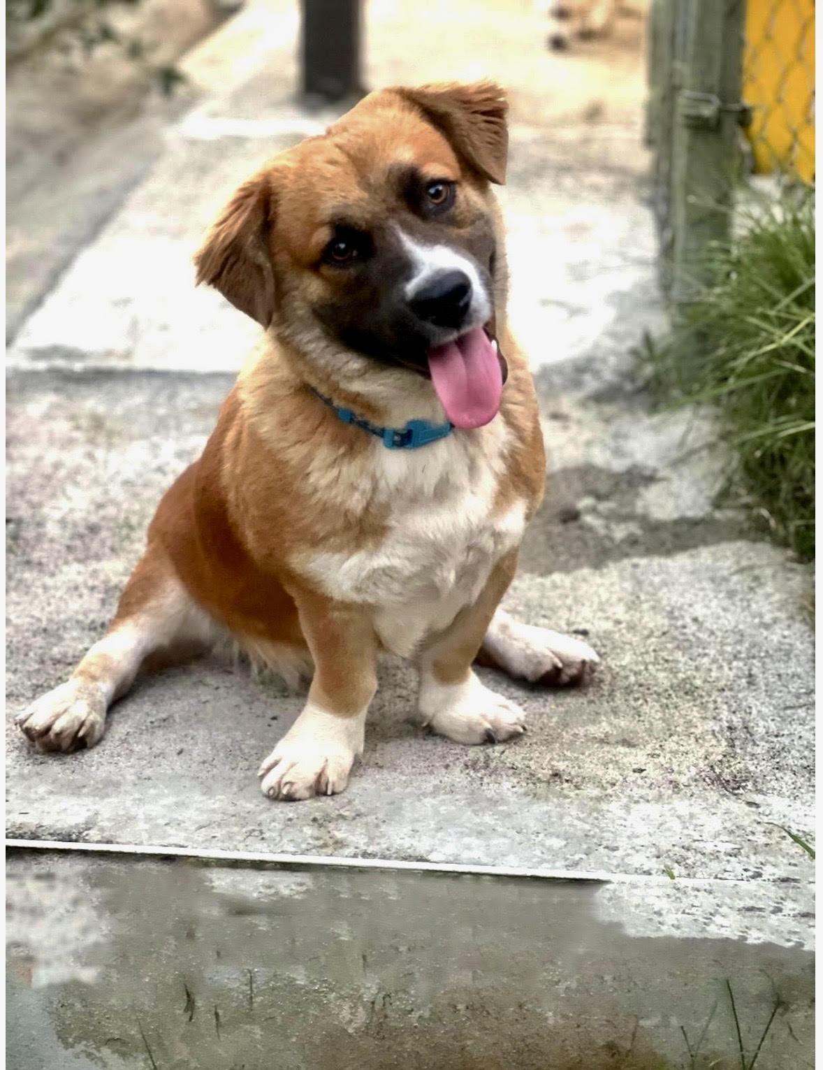 Enlarge Muffin, a ADOPTABLE mixed breed in New York, NY image 3/5