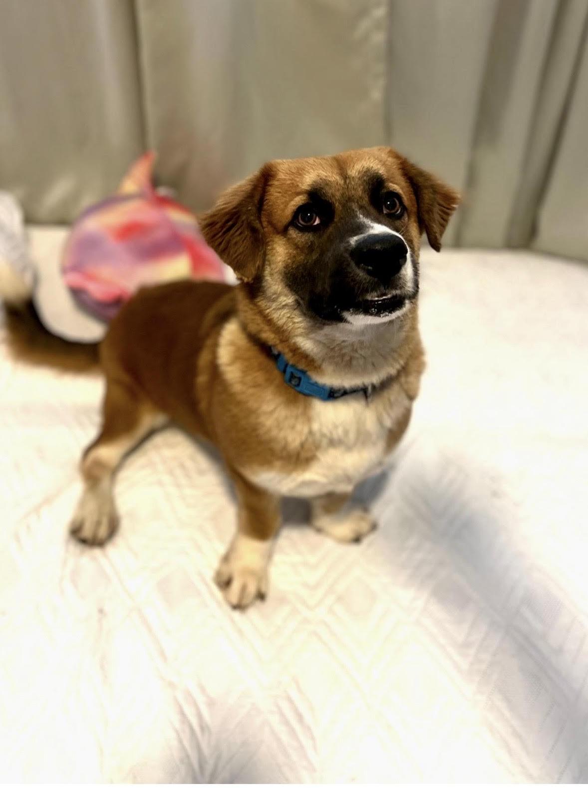 Enlarge Muffin, a ADOPTABLE mixed breed in New York, NY image 4/5