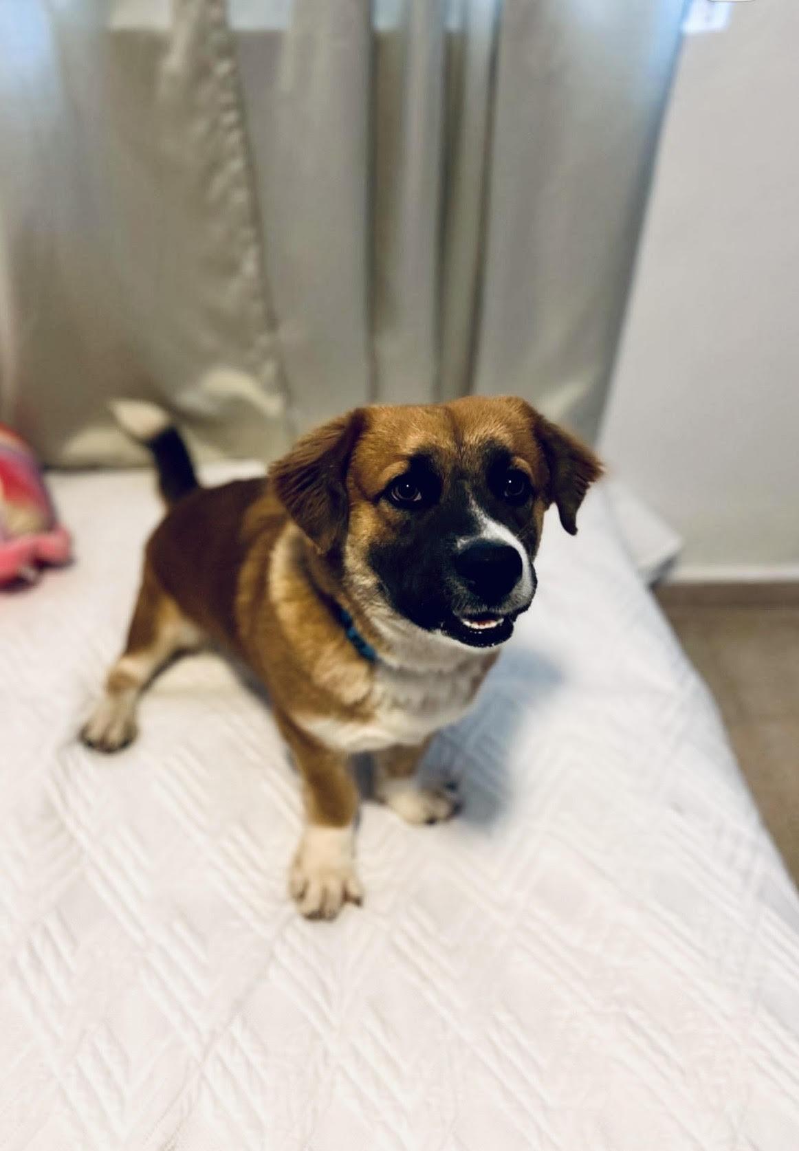 Enlarge Muffin, a ADOPTABLE mixed breed in New York, NY image 1/5