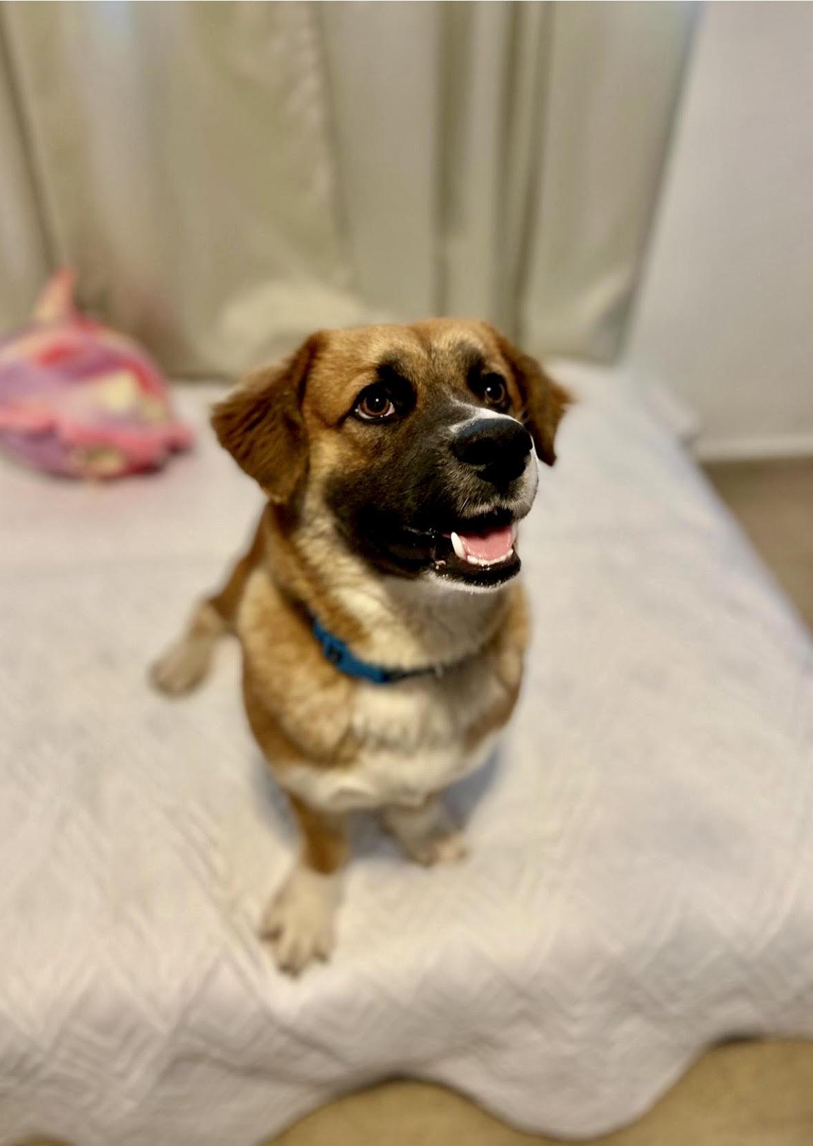 Enlarge Muffin, a ADOPTABLE mixed breed in New York, NY image 2/5