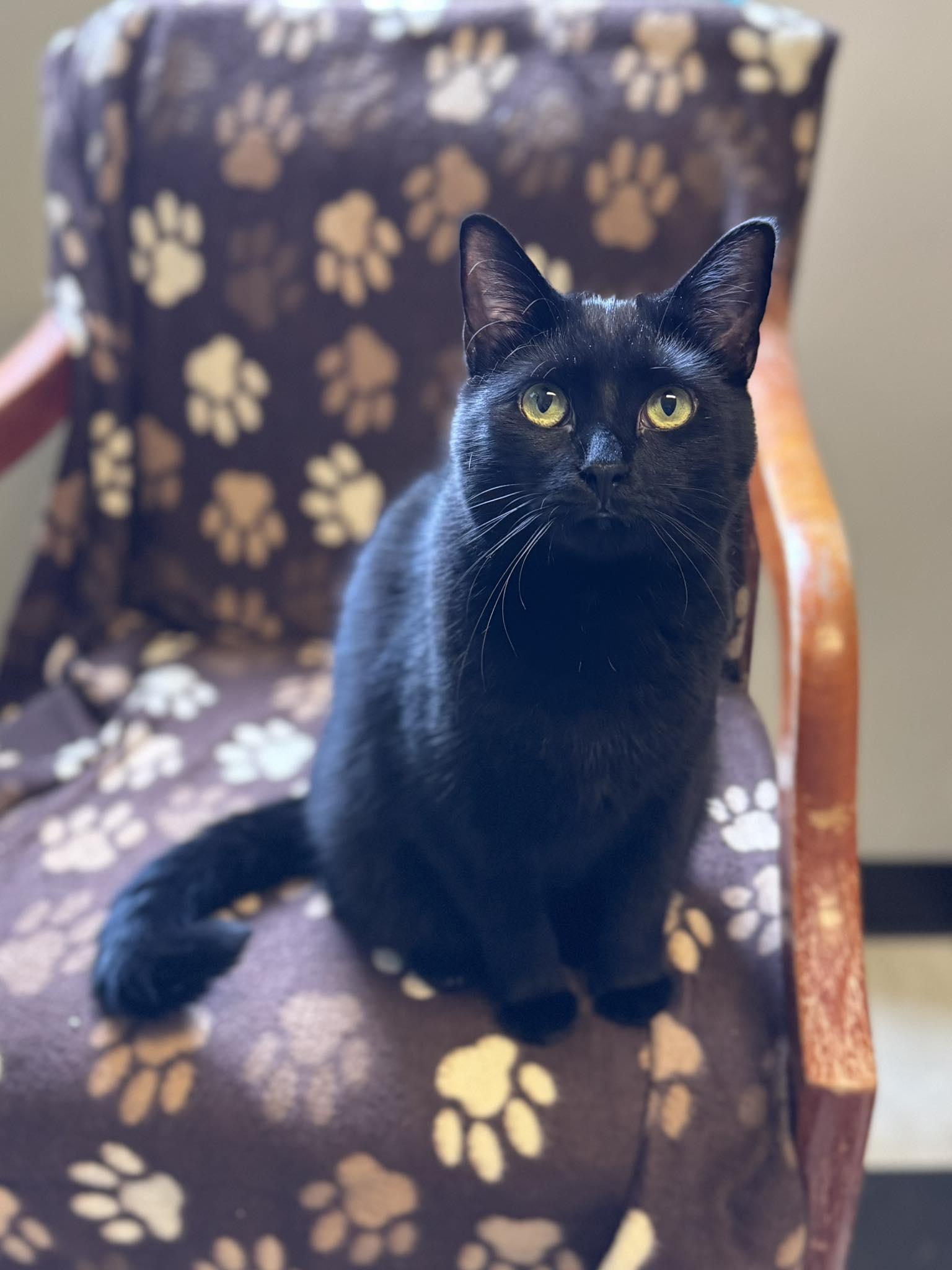 Cocoa Puff, Adoptable, Young Female Domestic Short Hair.