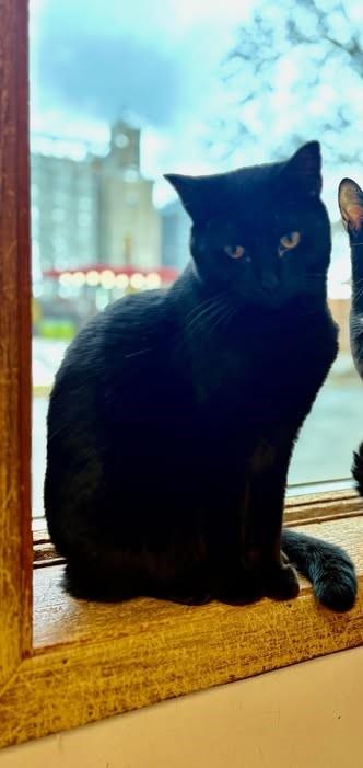 Cocoa Puff, a Adoptable Domestic Short Hair in Monticello, IL image 2/2