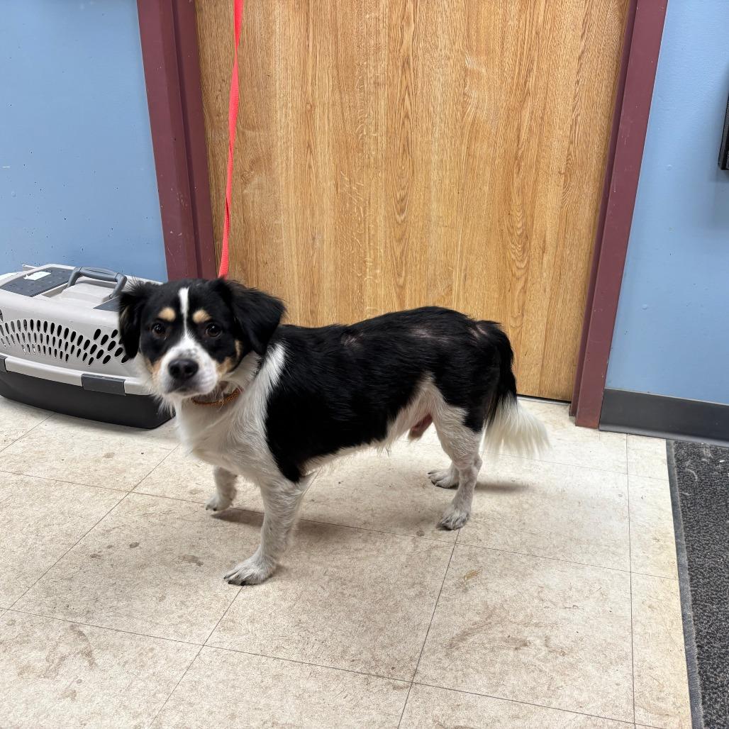 Enlarge Ryder, a Adoptable mixed breed in St Joseph, MO image 1/2