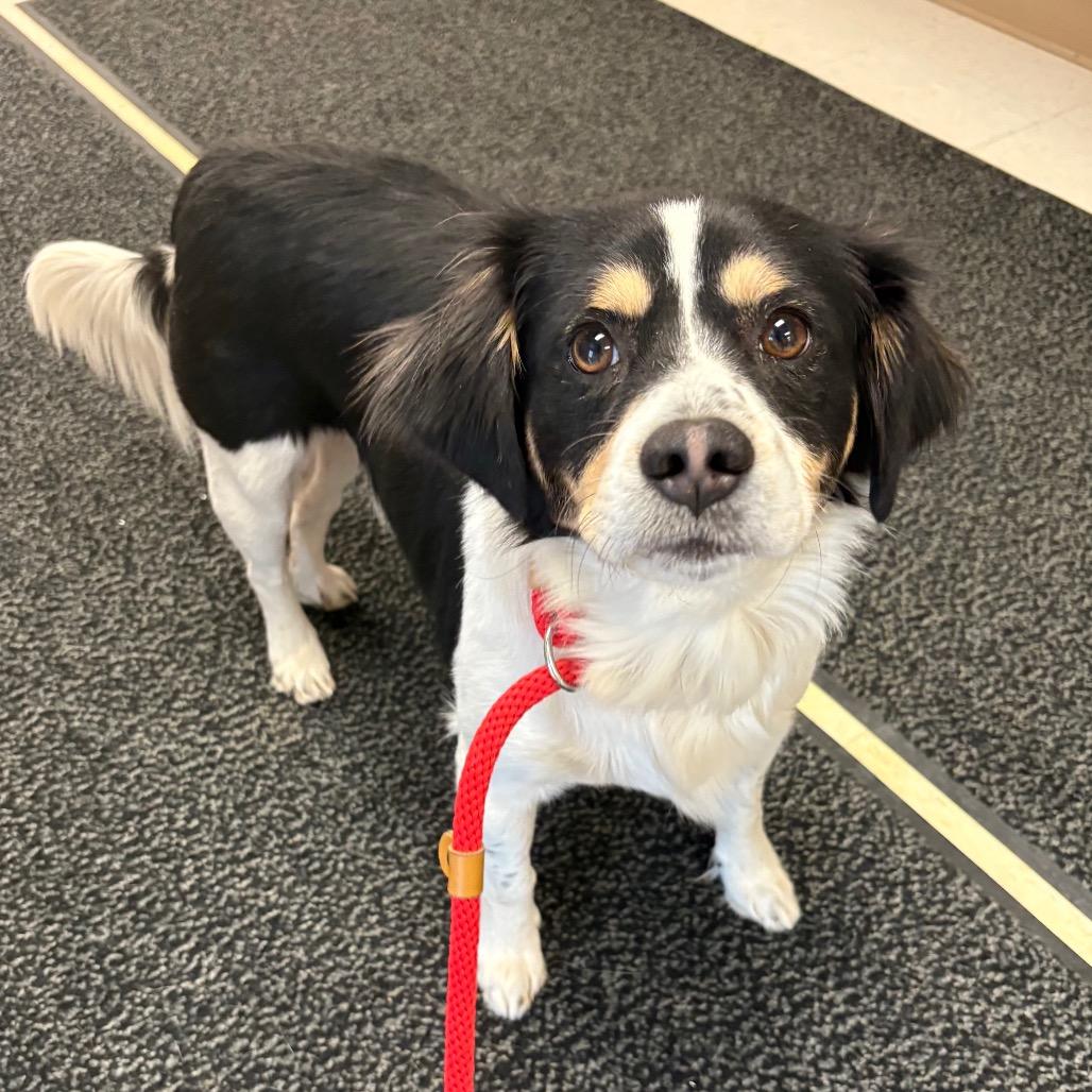 Enlarge Ryder, a Adoptable mixed breed in St Joseph, MO image 2/2