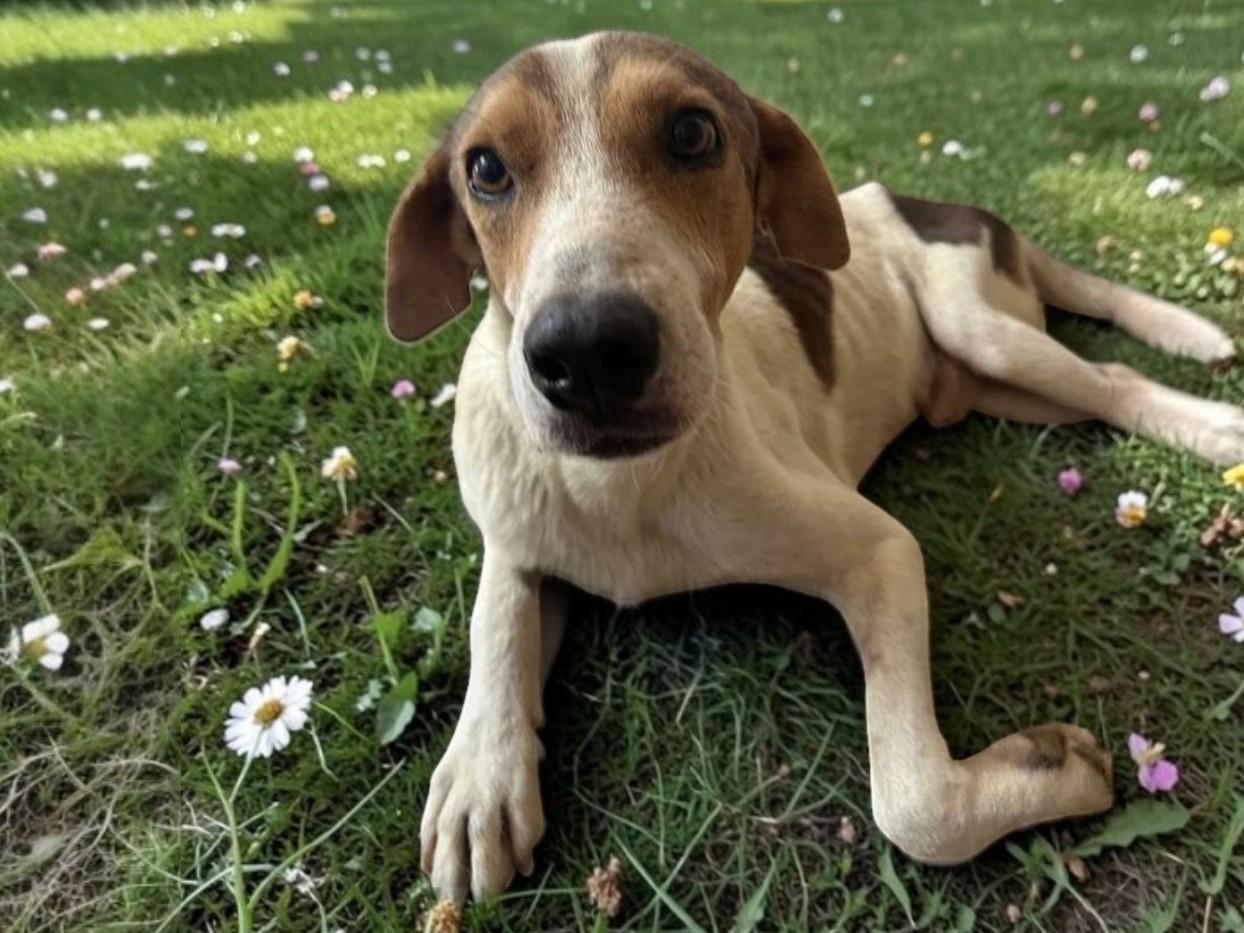 Bob, Adoptable, Senior Male Coonhound & Beagle.