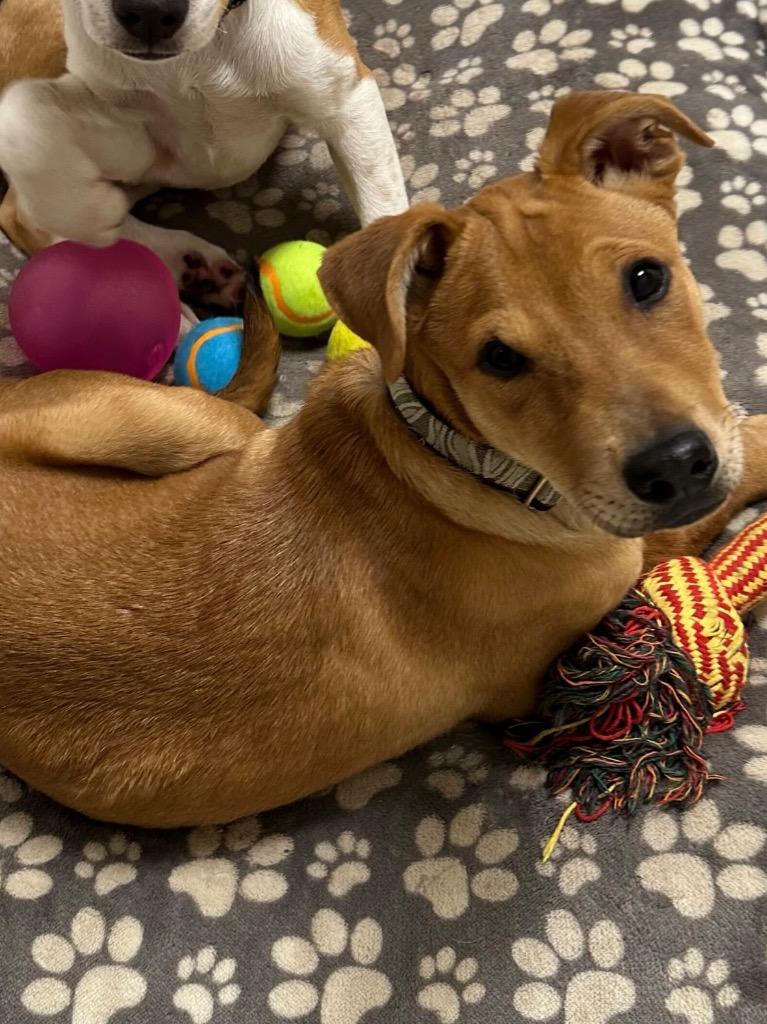 Aioli, Adoptable, Young Male Pit Bull Terrier & Border Collie.