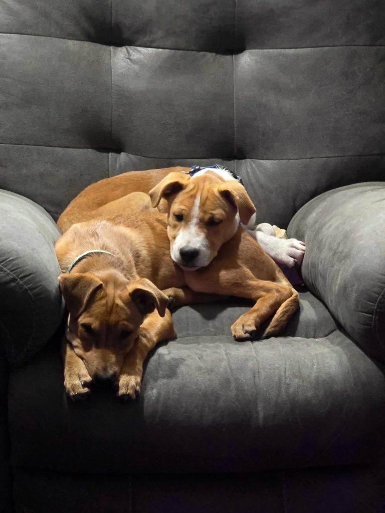 Enlarge Aioli, a Adoptable mixed breed in Reno, NV image 2/6