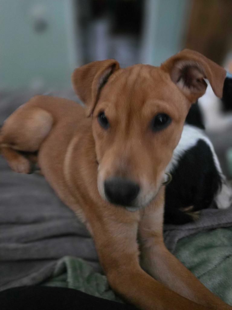 Enlarge Aioli, a Adoptable mixed breed in Reno, NV image 3/6