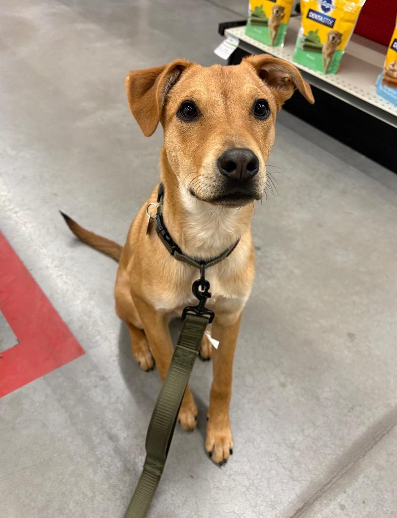 Enlarge Aioli, a Adoptable mixed breed in Reno, NV image 4/6