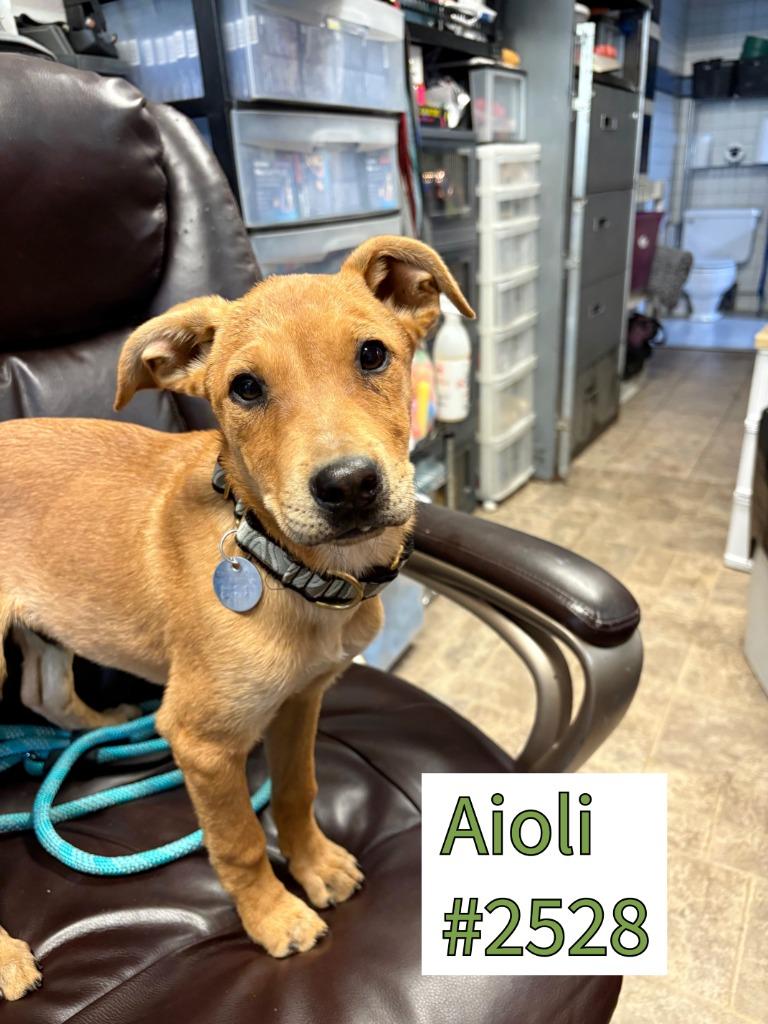 Enlarge Aioli, a Adoptable mixed breed in Reno, NV image 5/6