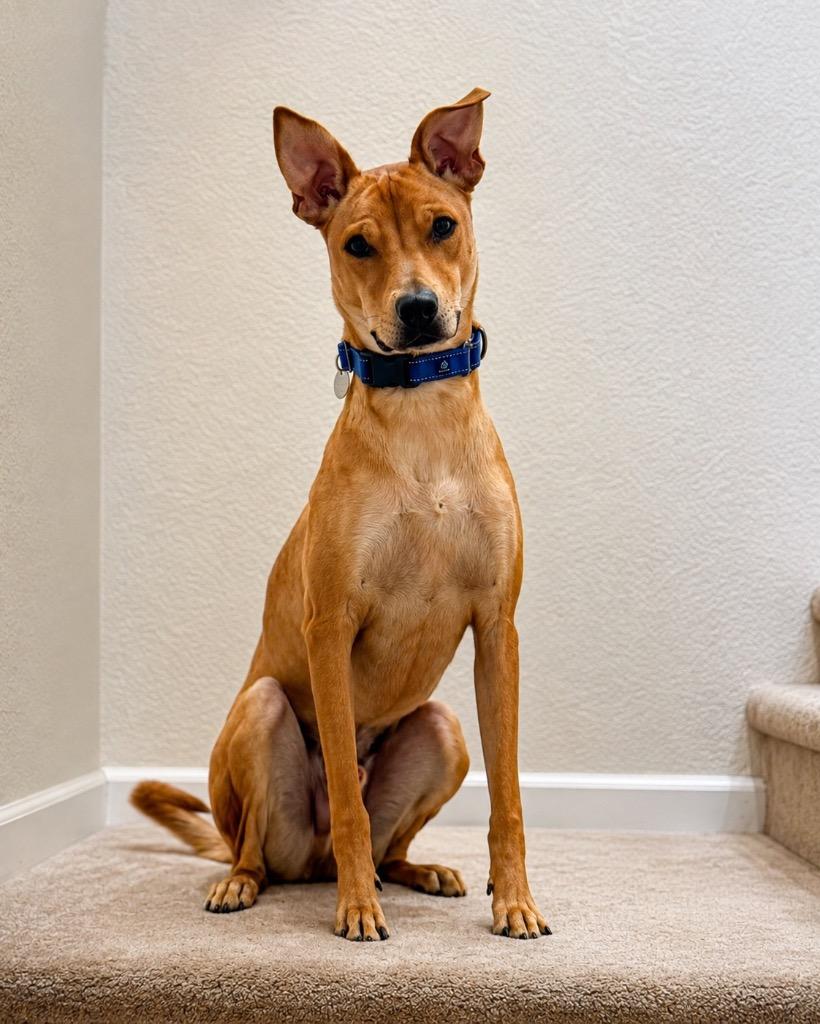 Enlarge Aioli, a Adoptable mixed breed in Reno, NV image 6/6