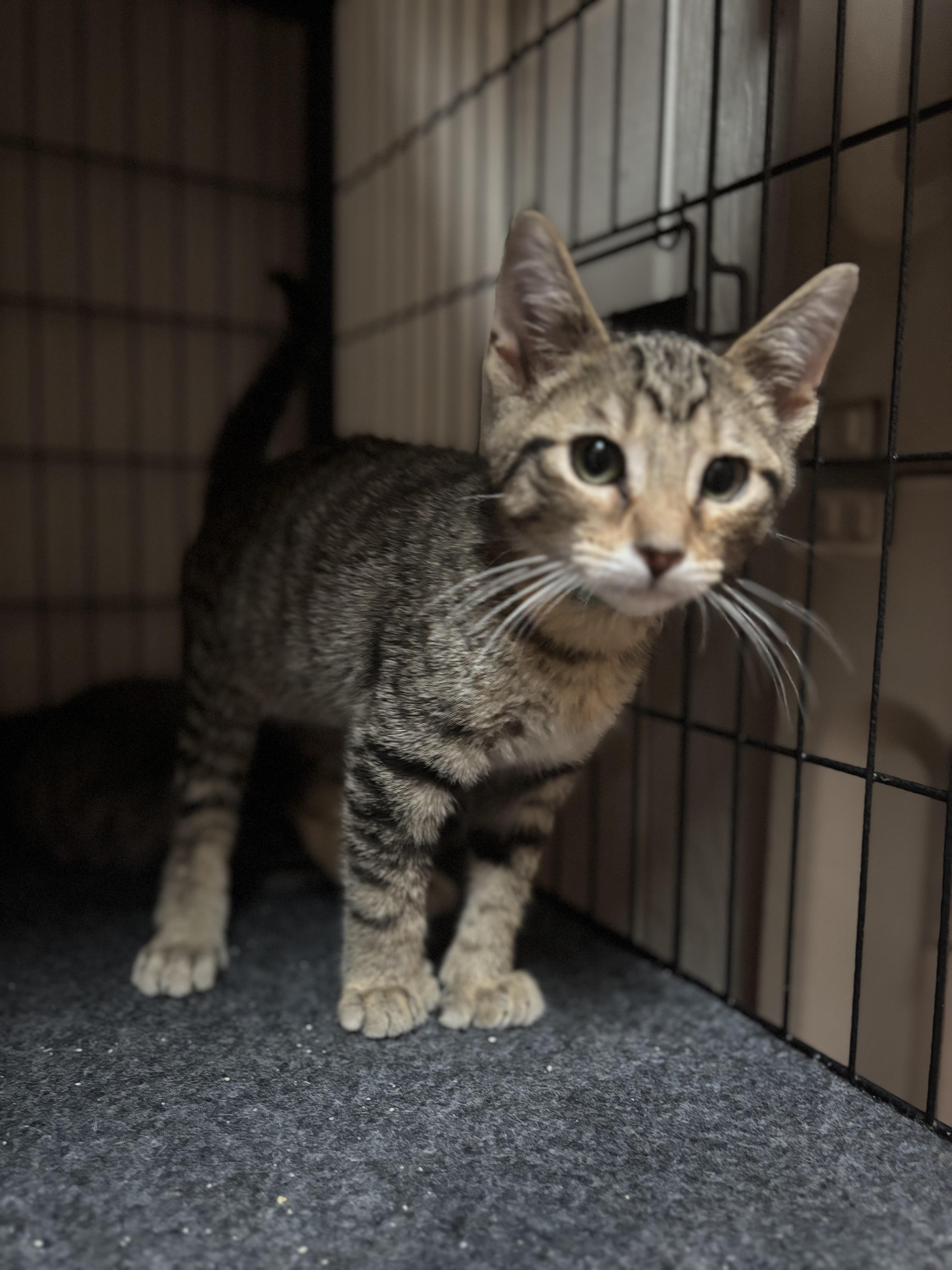 Boba, Baby Male Tabby