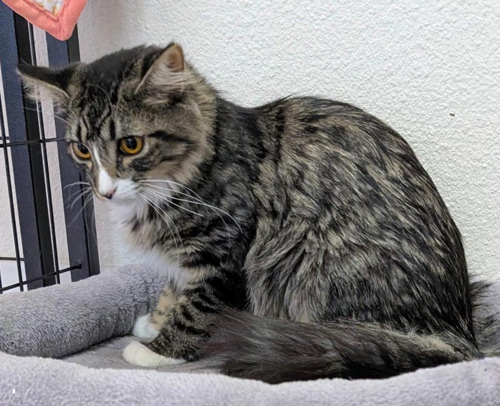 Enlarge Shiloh, a Adoptable mixed breed in Peoria, AZ image 2/2