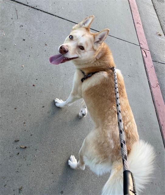 Enlarge BERLIN, a Adoptable mixed breed in Rancho Cucamonga, CA image 1/1