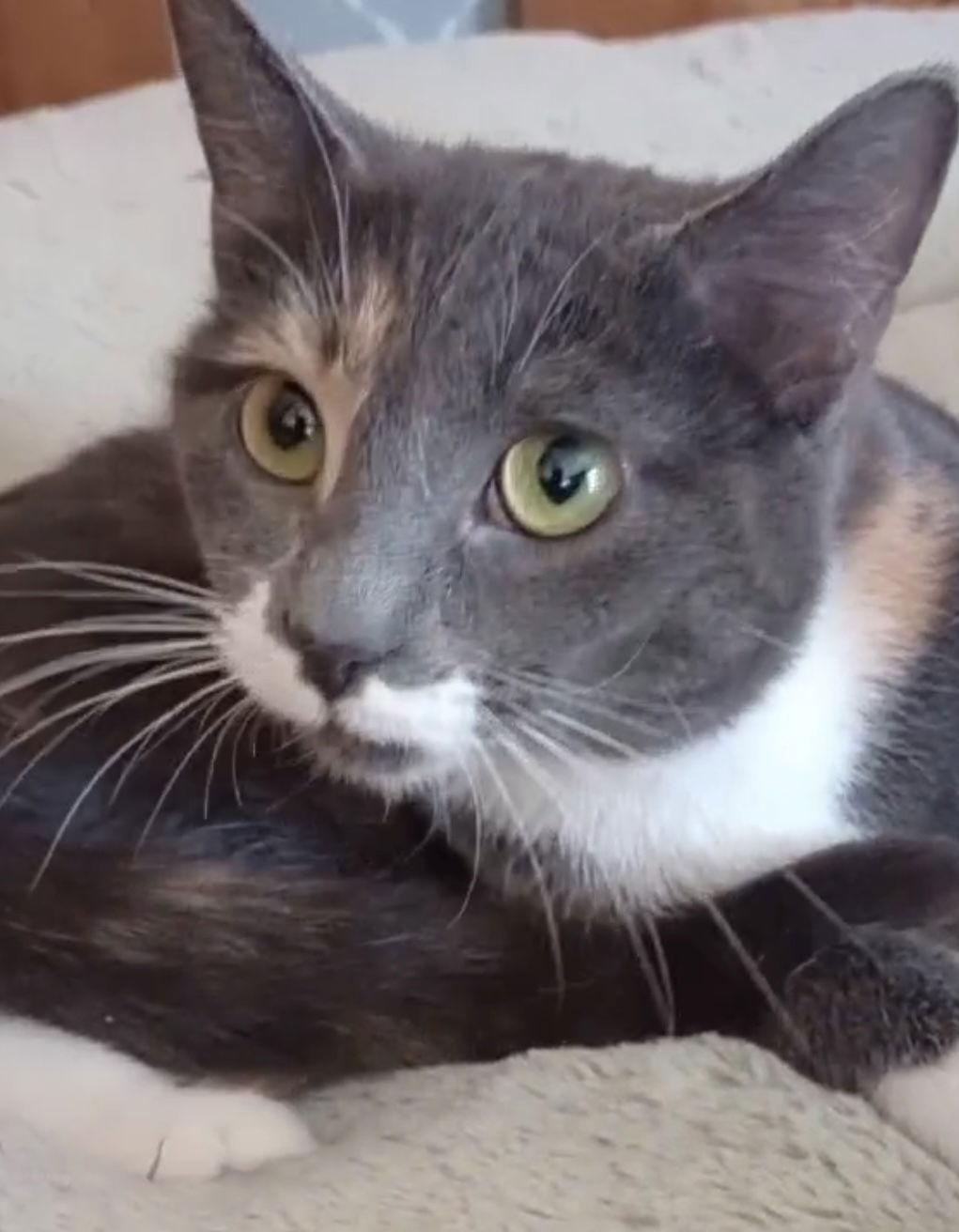 Kisses AKA Venus, Adopted, Young Female Dilute Calico & Tuxedo.