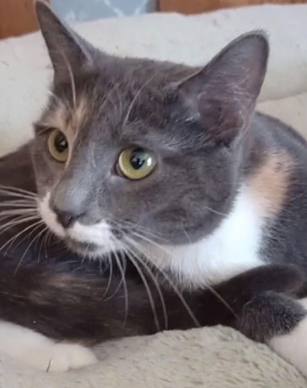 Enlarge Kisses AKA Venus, a Adopted mixed breed in Piedmont, MO image 2/3