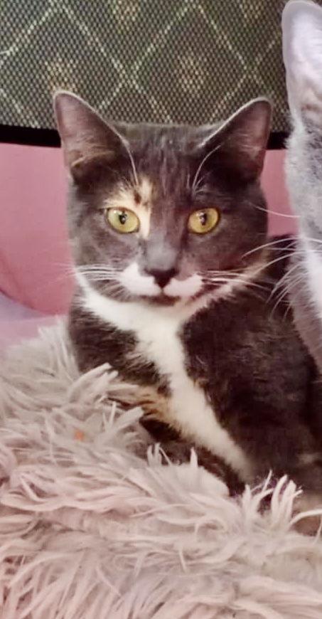 Enlarge Kisses AKA Venus, a Adopted mixed breed in Piedmont, MO image 3/3