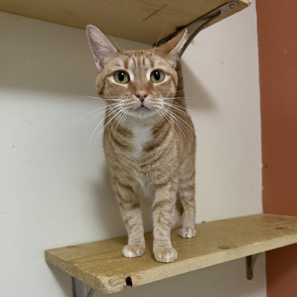 Ginny Weasley, a Adoptable Domestic Short Hair in Oakland, NJ image 3/6