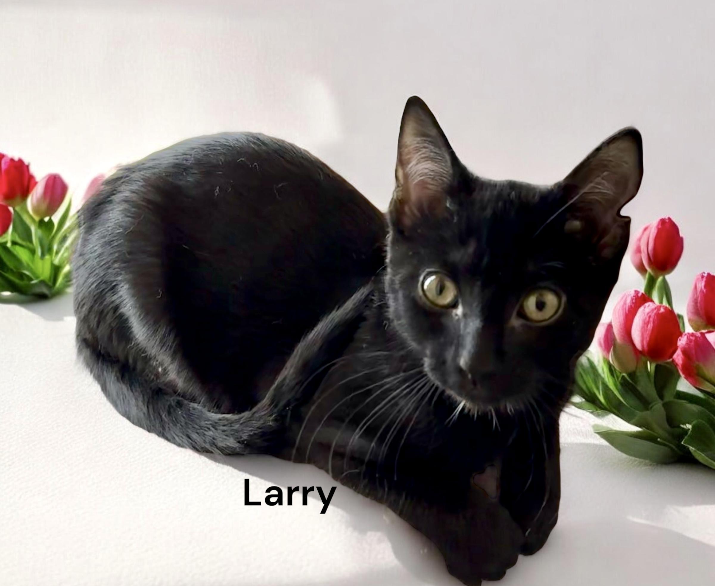 Larry 4