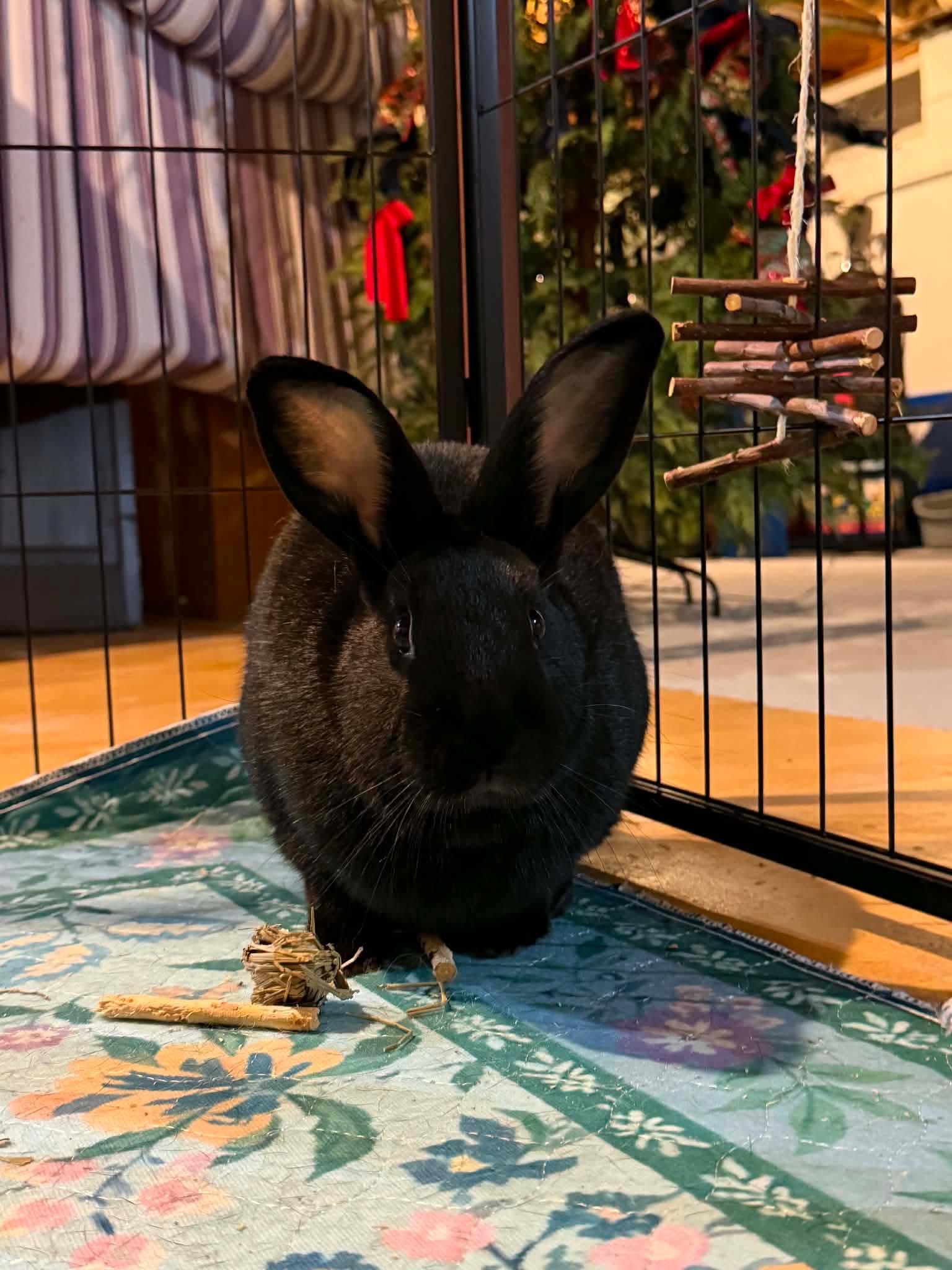 Enlarge Onion (with Sour Cream), a Adoptable Bunny Rabbit in Portland, ME image 3/4