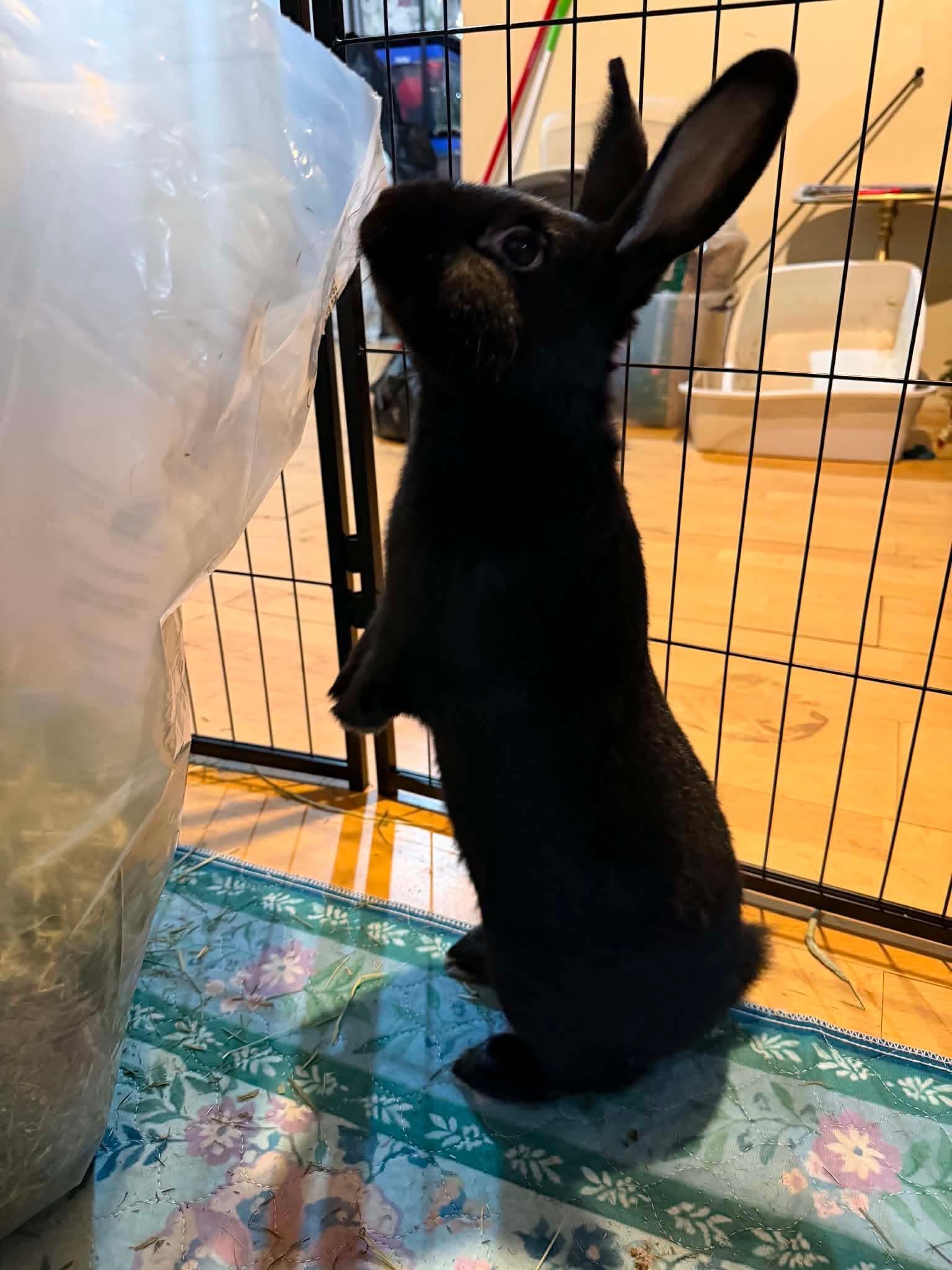 Enlarge Onion (with Sour Cream), a Adoptable Bunny Rabbit in Portland, ME image 2/4