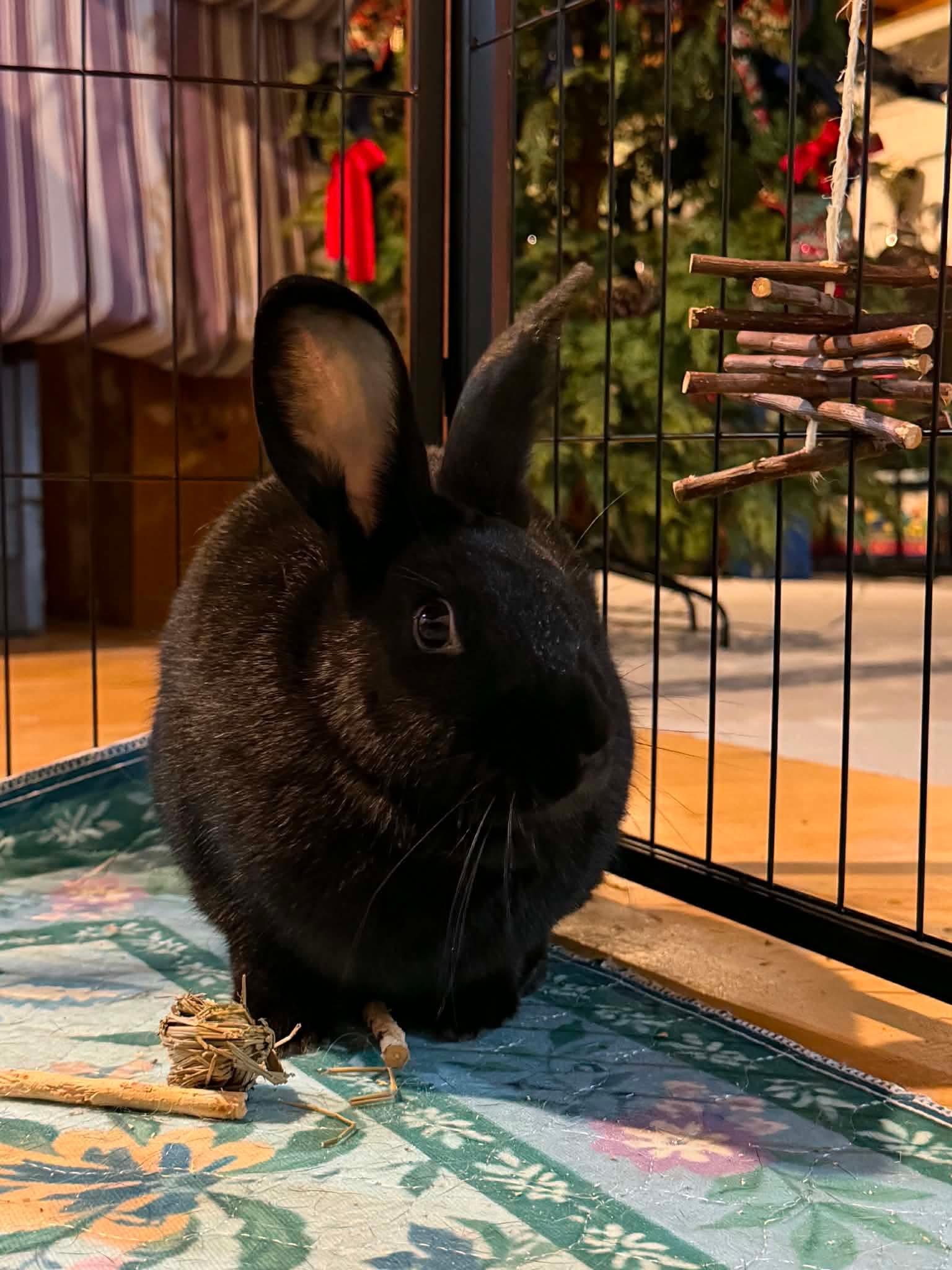 Enlarge Onion (with Sour Cream), a Adoptable Bunny Rabbit in Portland, ME image 4/4