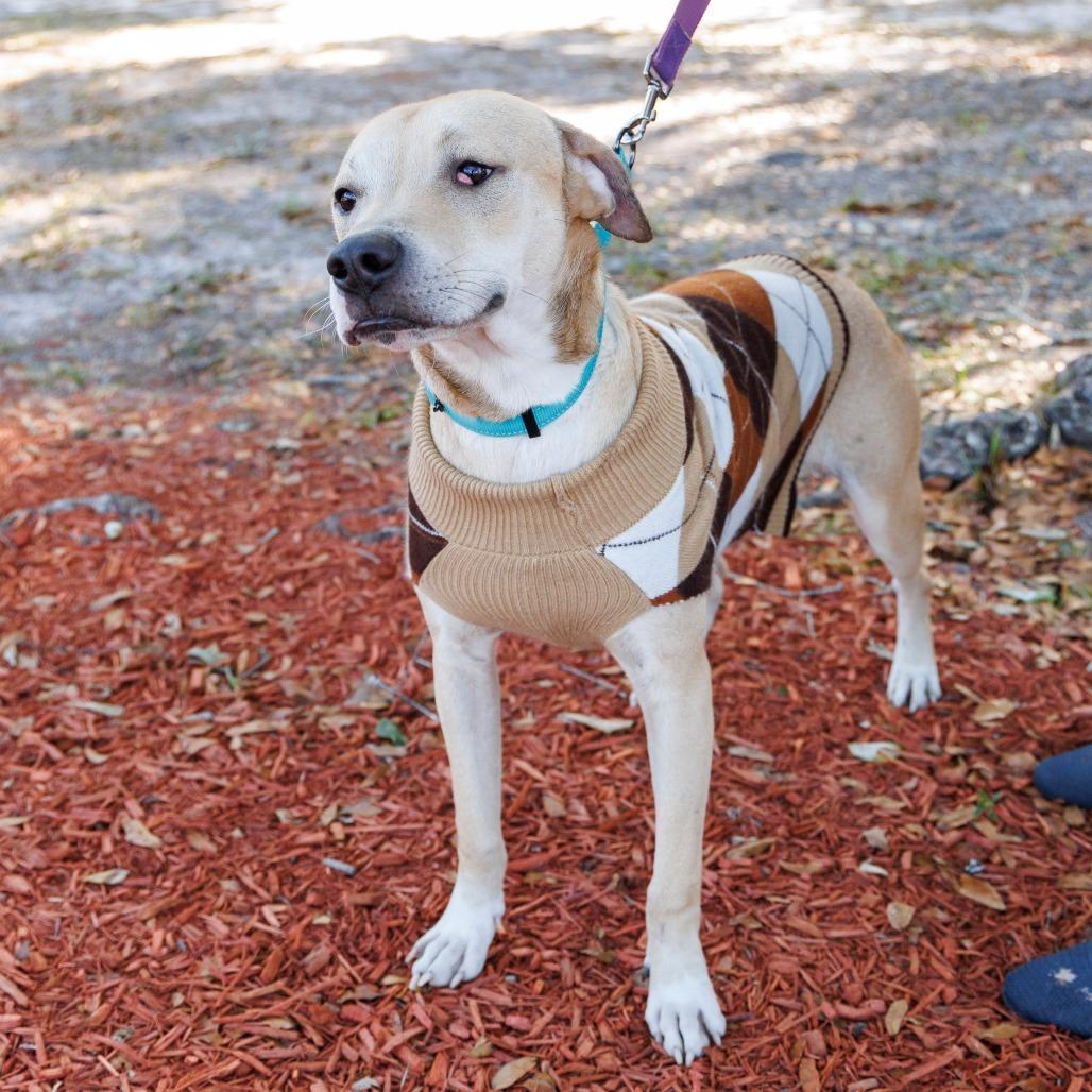 Timmy Turner, Adoptable, Adult Male Mixed Breed.
