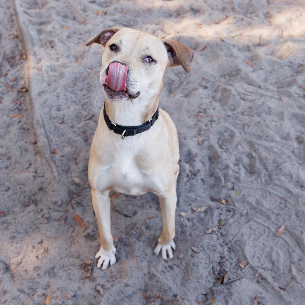 Timmy Turner, a Adoptable Mixed Breed in Gainesville, FL image 2/6