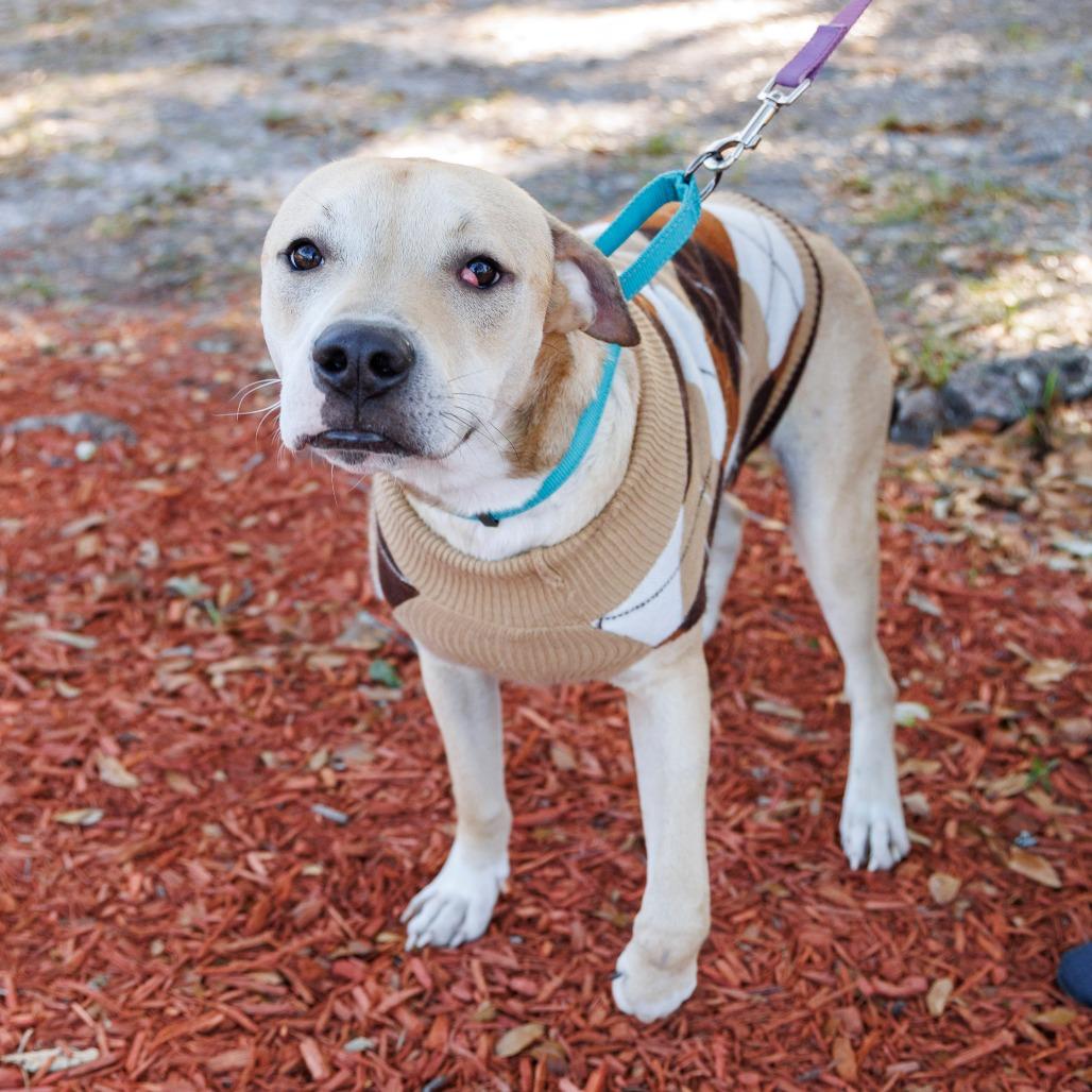 Timmy Turner, a Adoptable Mixed Breed in Gainesville, FL image 3/6