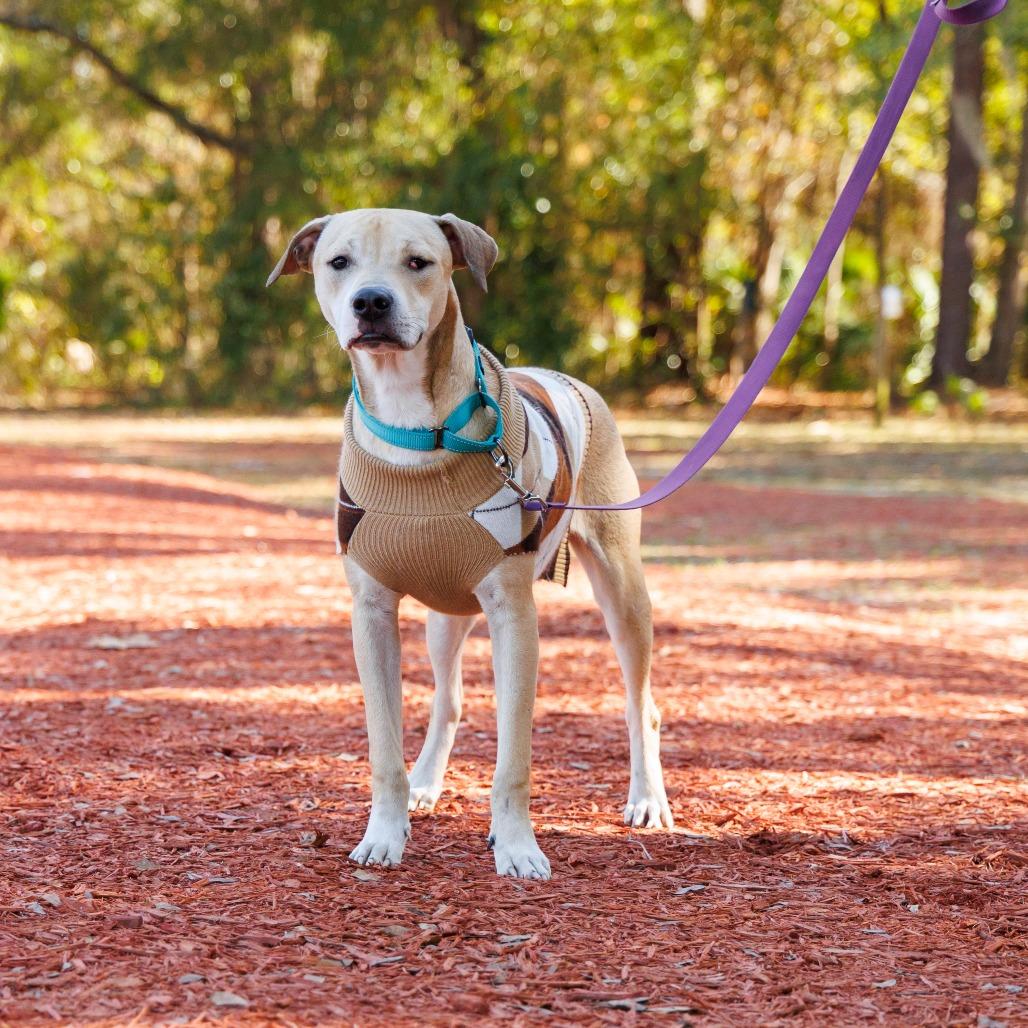 Timmy Turner, a Adoptable Mixed Breed in Gainesville, FL image 4/6