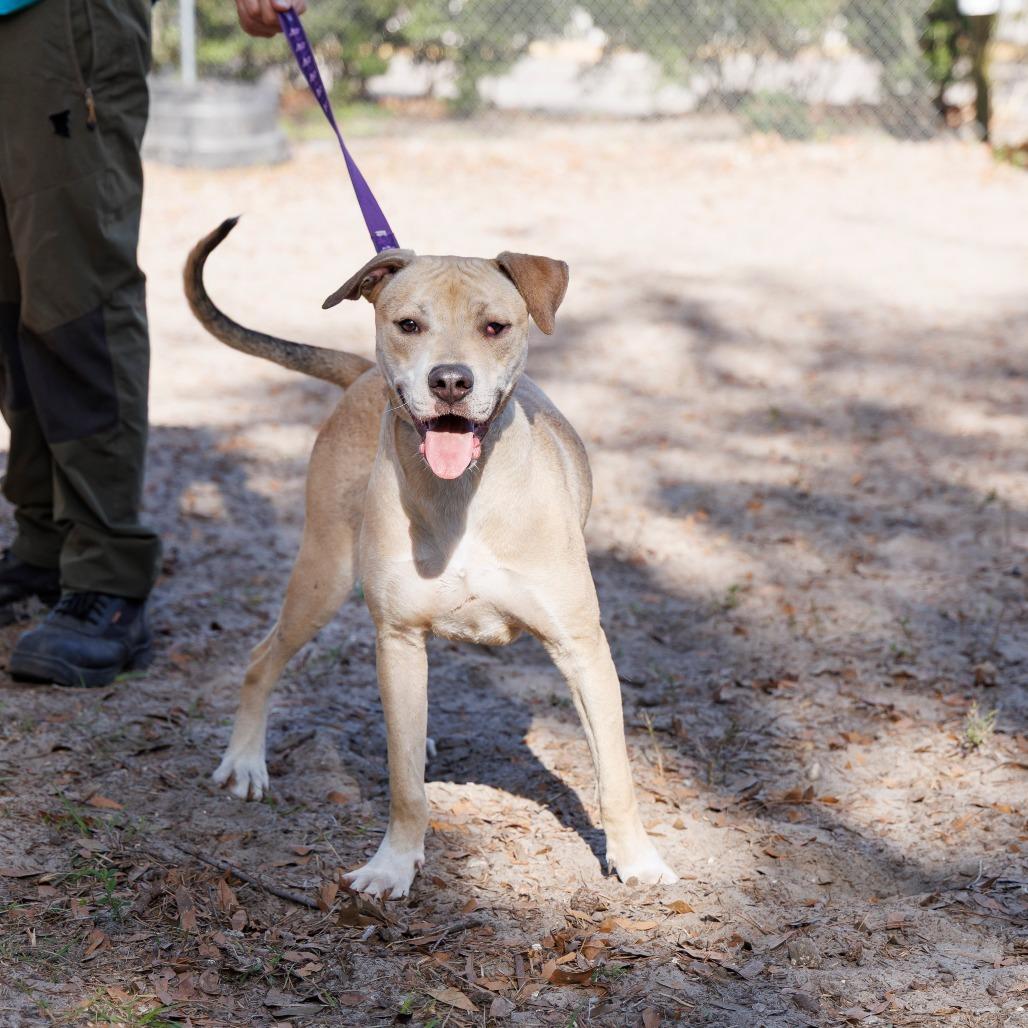 Timmy Turner, a Adoptable Mixed Breed in Gainesville, FL image 4/6