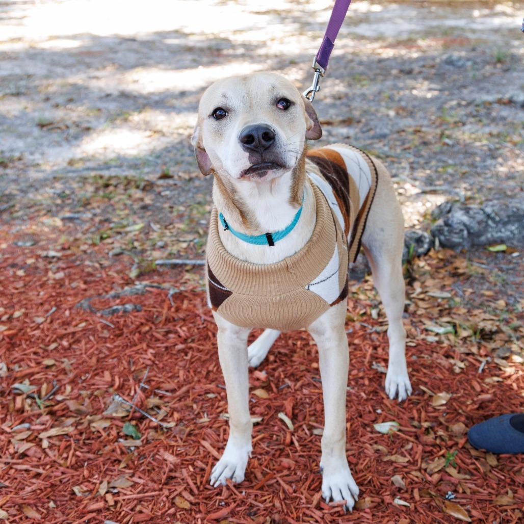 Timmy Turner, a Adoptable Mixed Breed in Gainesville, FL image 5/6