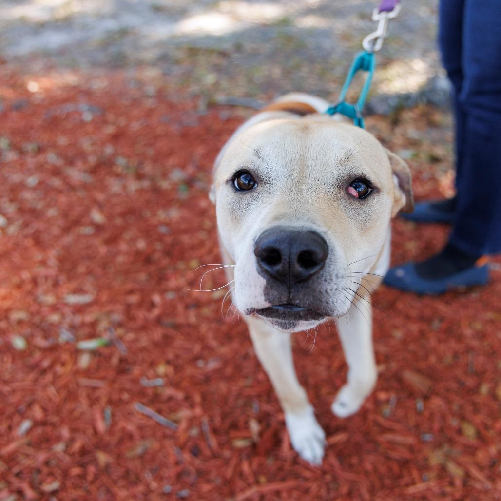 Timmy Turner, a Adoptable Mixed Breed in Gainesville, FL image 6/6