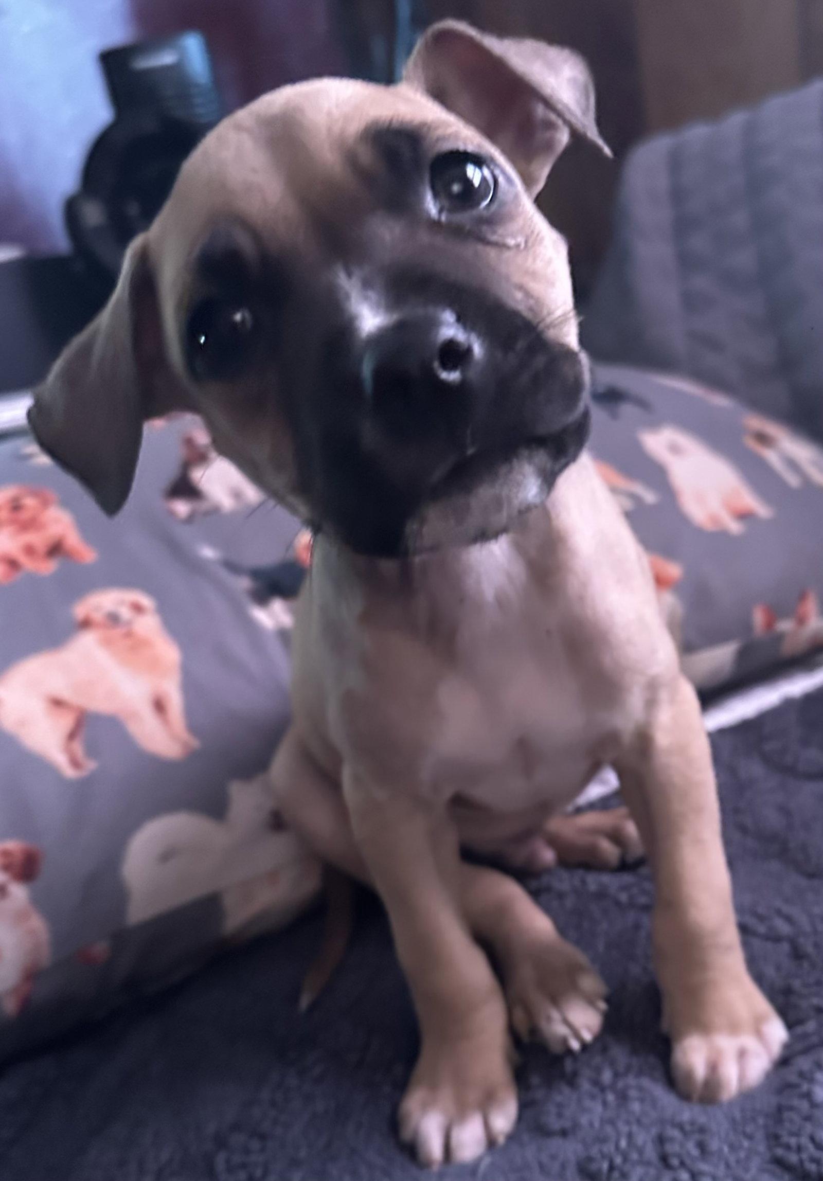 Marley, Adoptable, Puppy Male Rhodesian Ridgeback & Pharaoh Hound.