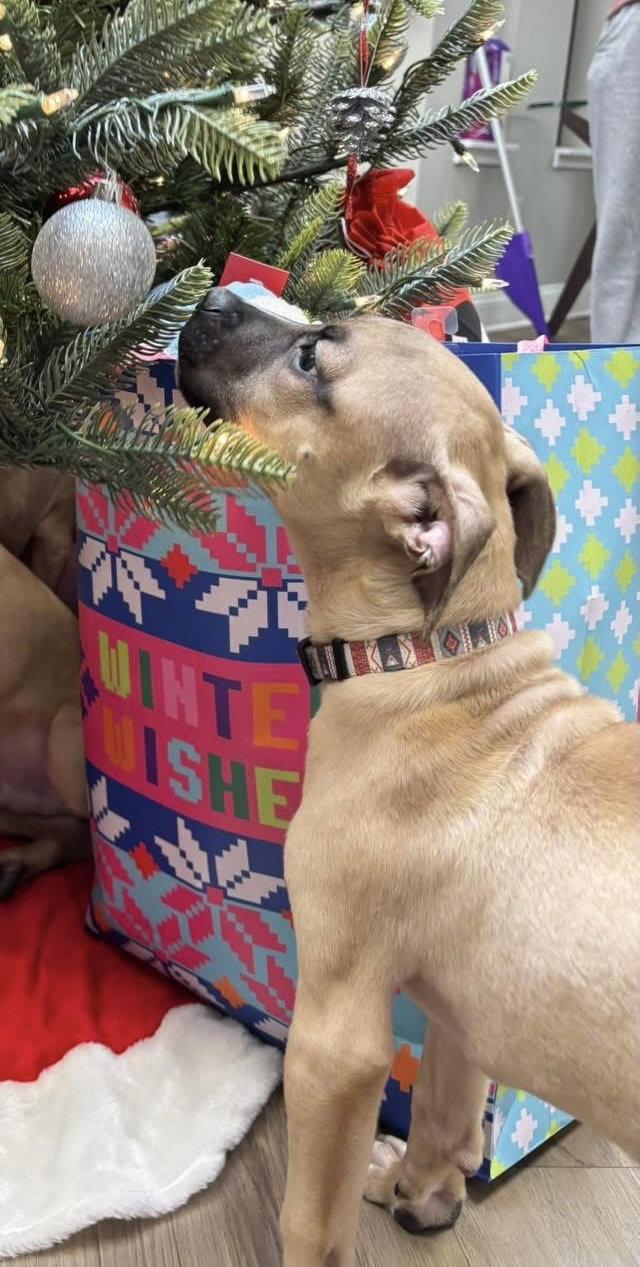 Enlarge Marley, a Adoptable mixed breed in Tonawanda, NY image 2/3