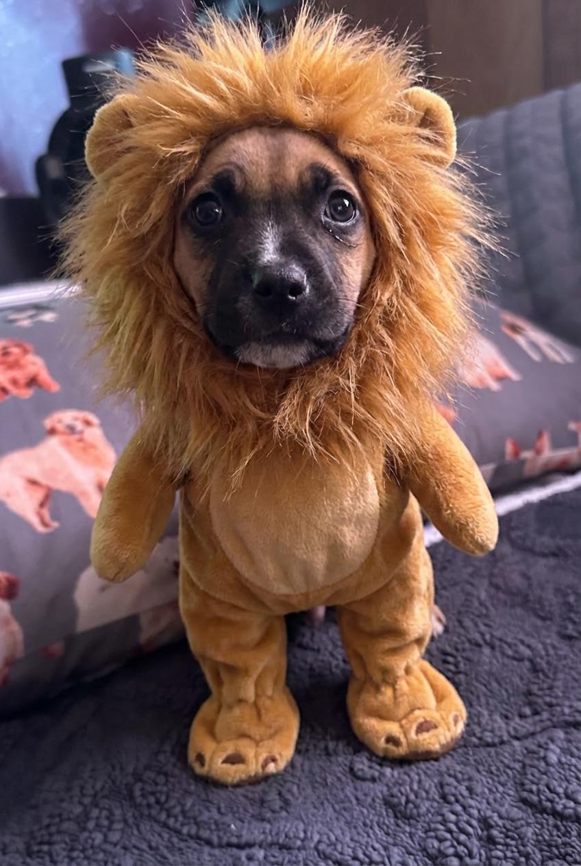 Enlarge Marley, a Adoptable mixed breed in Tonawanda, NY image 3/3