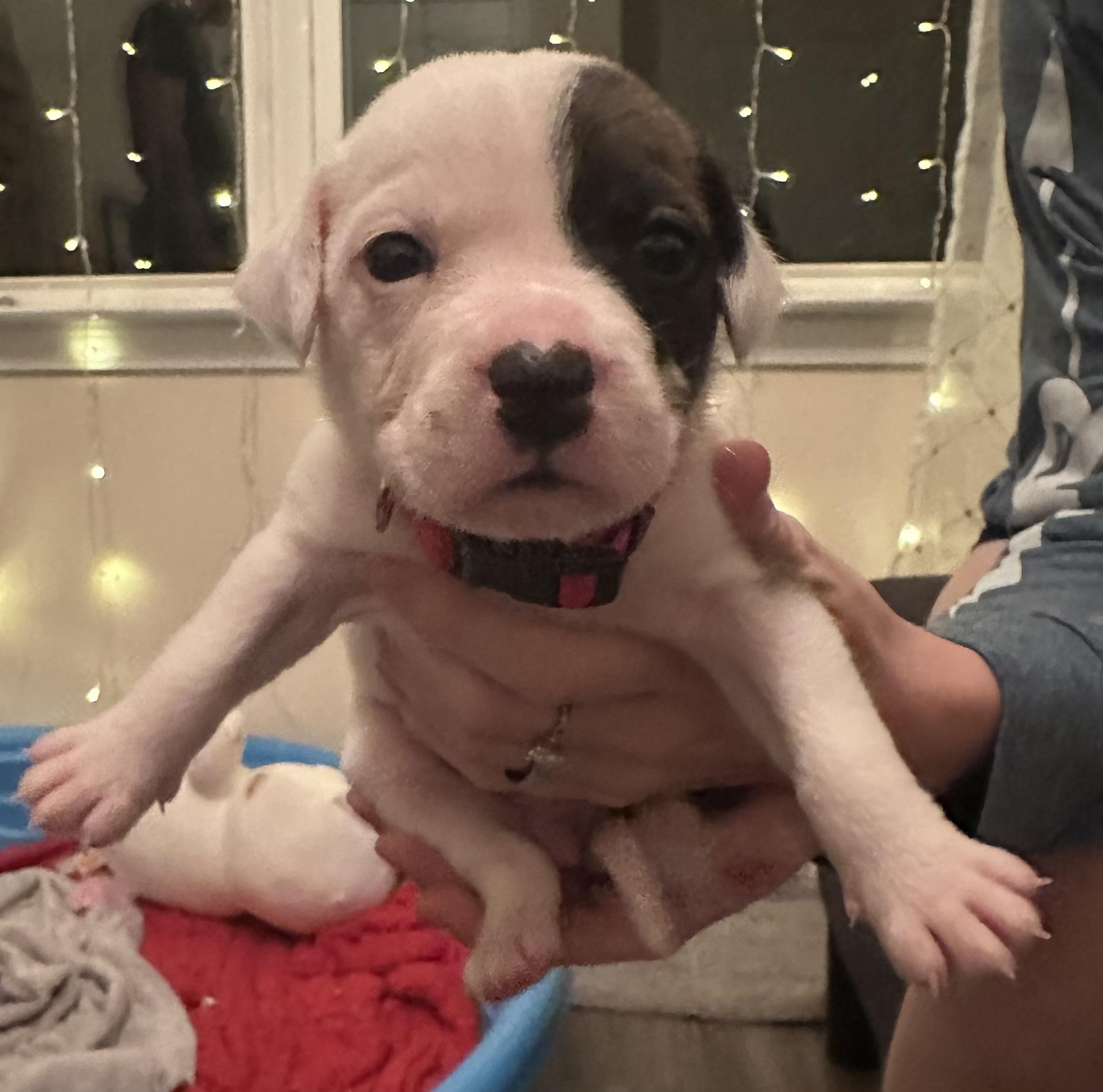 Lilo, Baby Female Terrier