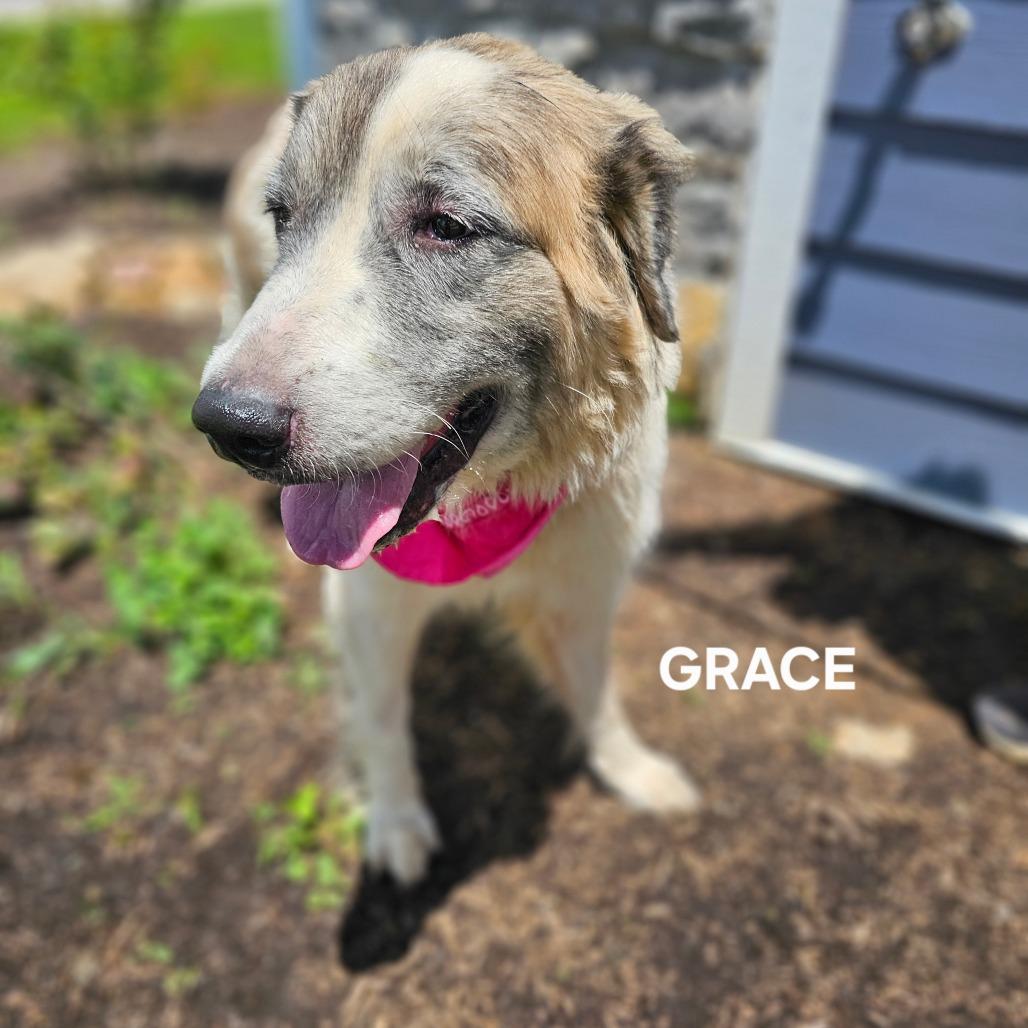 Enlarge Grace, a Adoptable mixed breed in Madisonville, TN image 1/4